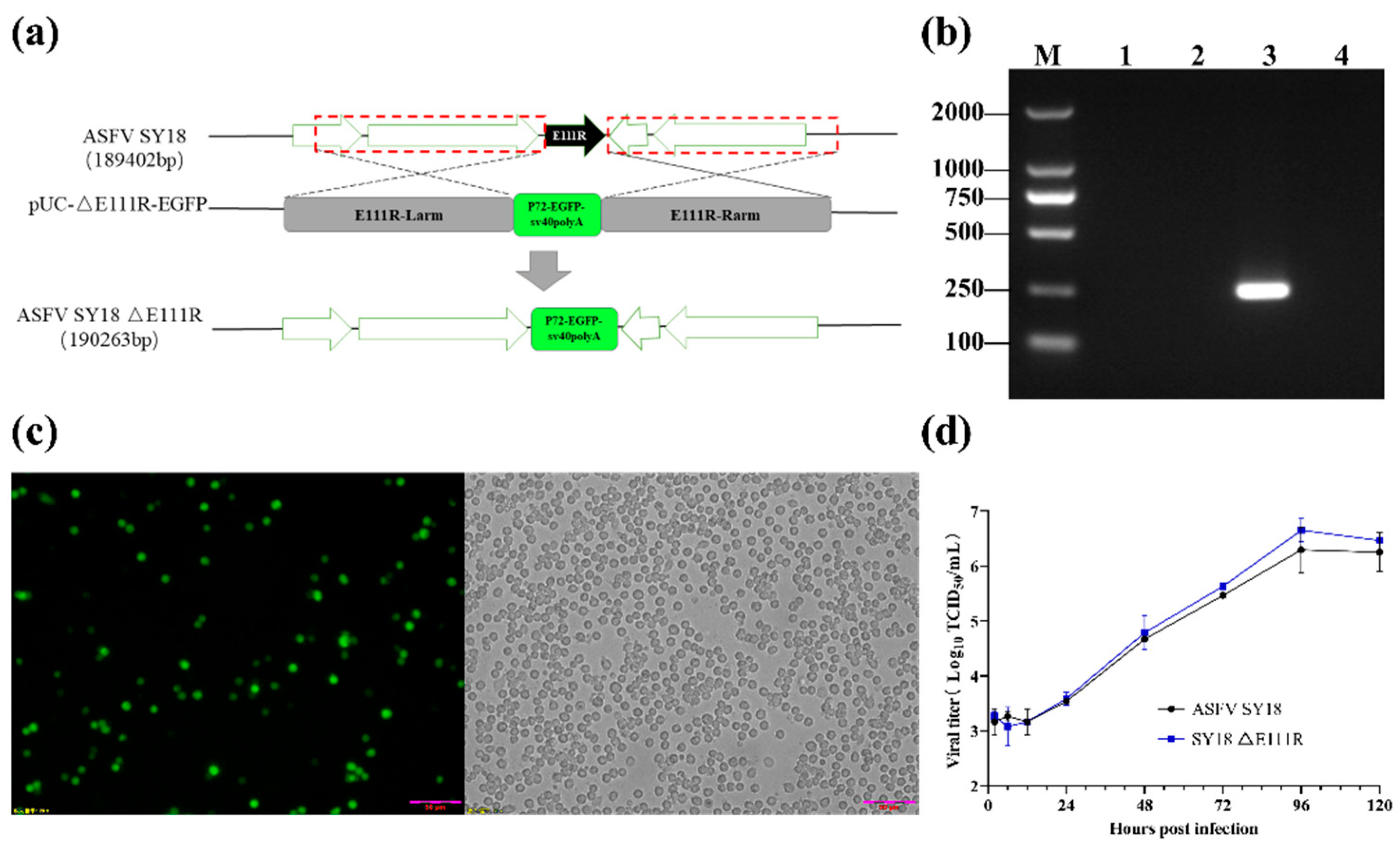 Viruses Free FullText Evaluation of African Swine Fever Virus