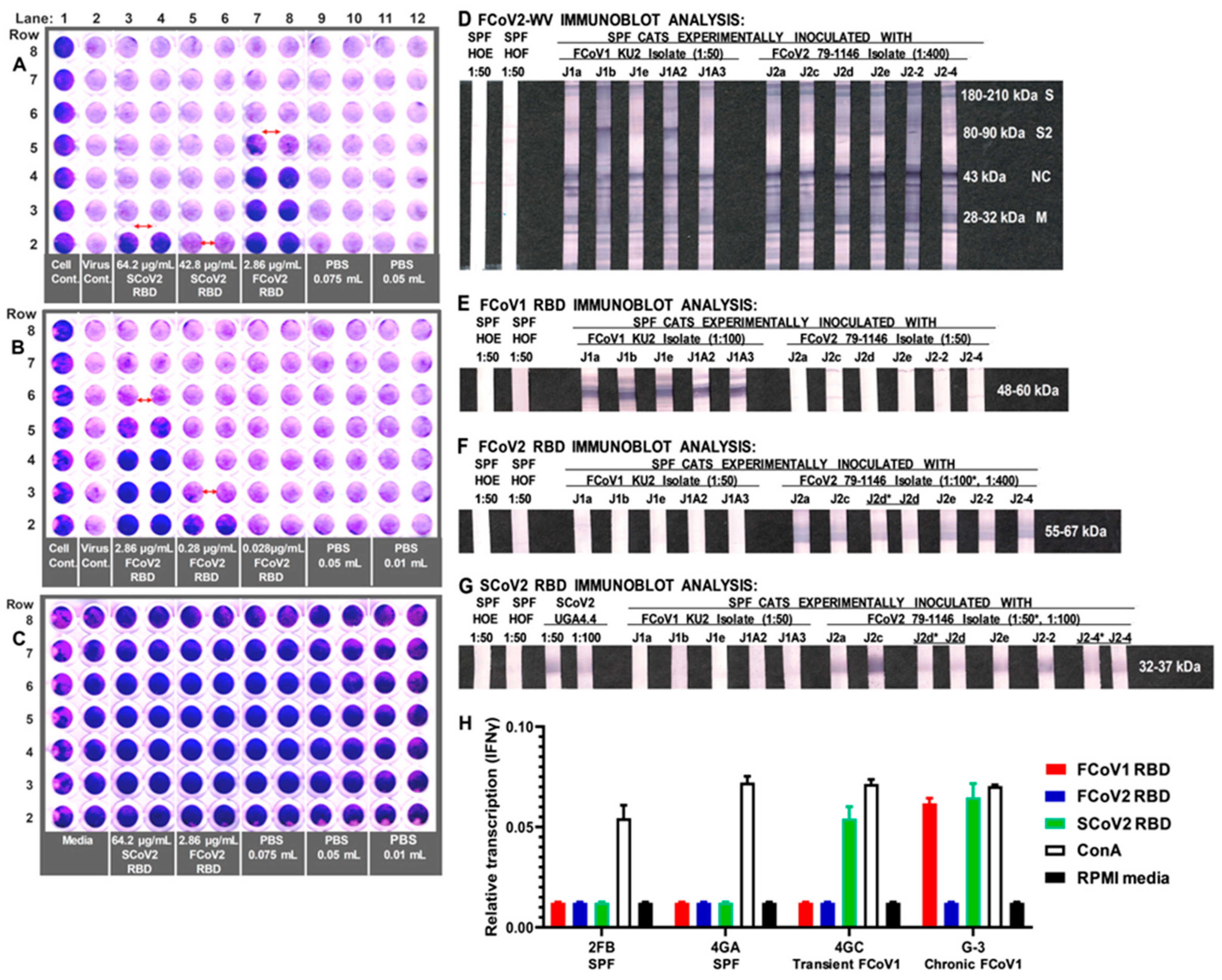 Viruses 15 00914 g004