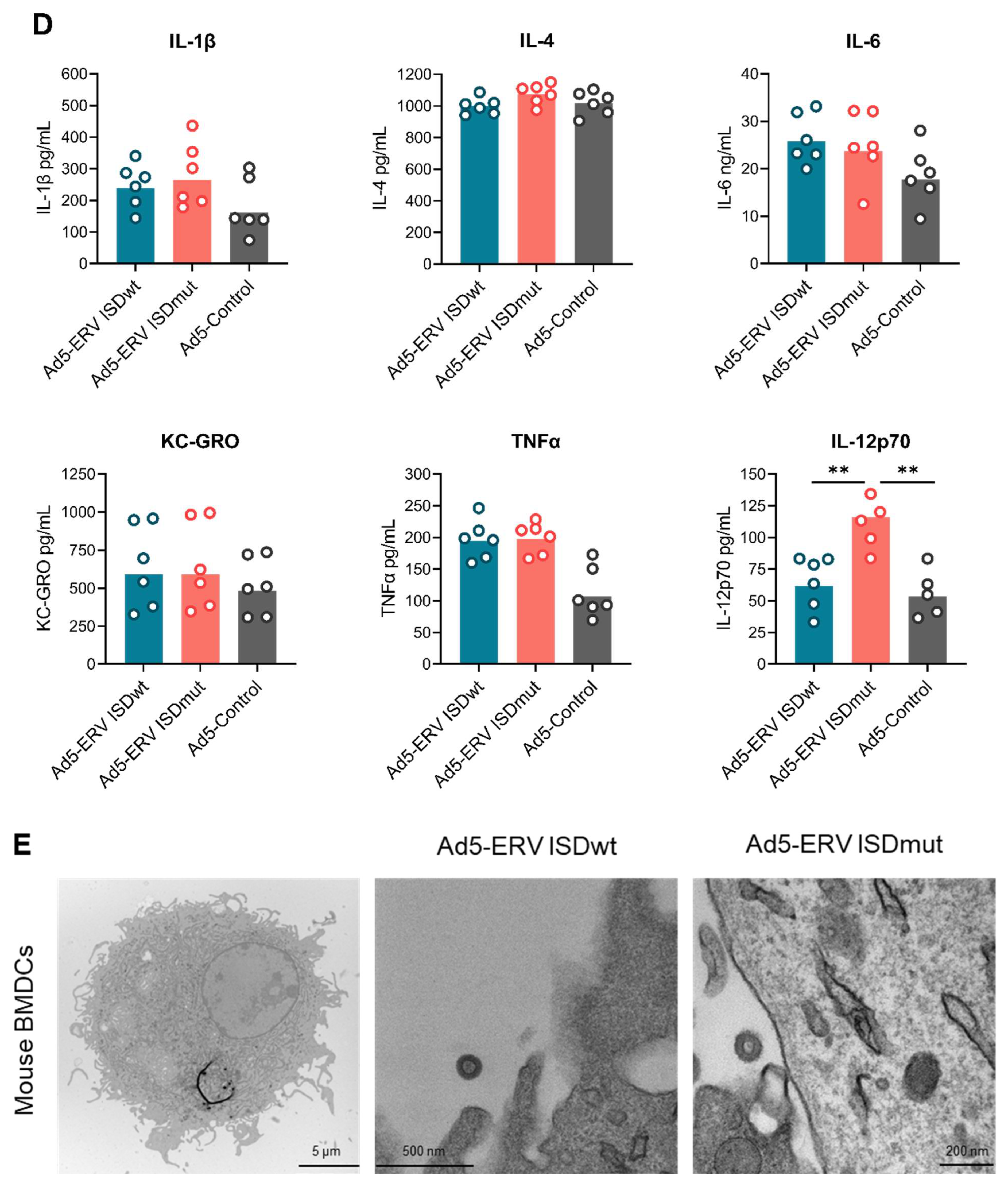 Viruses 15 00926 g002b