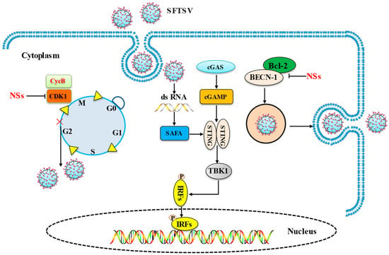 Viruses | Free Full-Text | Recent Advances in the Study of the