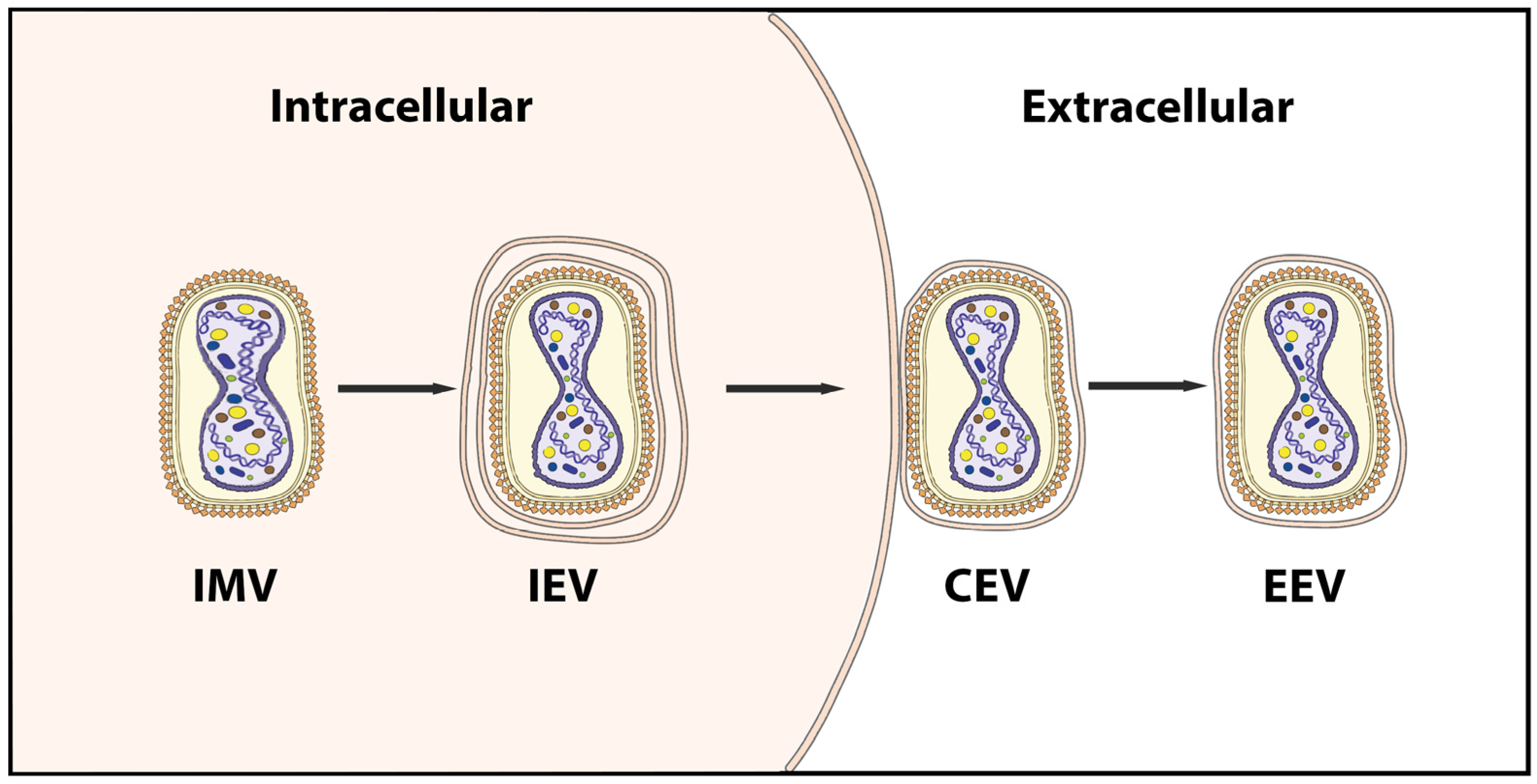 Viruses 15 00995 g001 Viruses 15 00995 g001