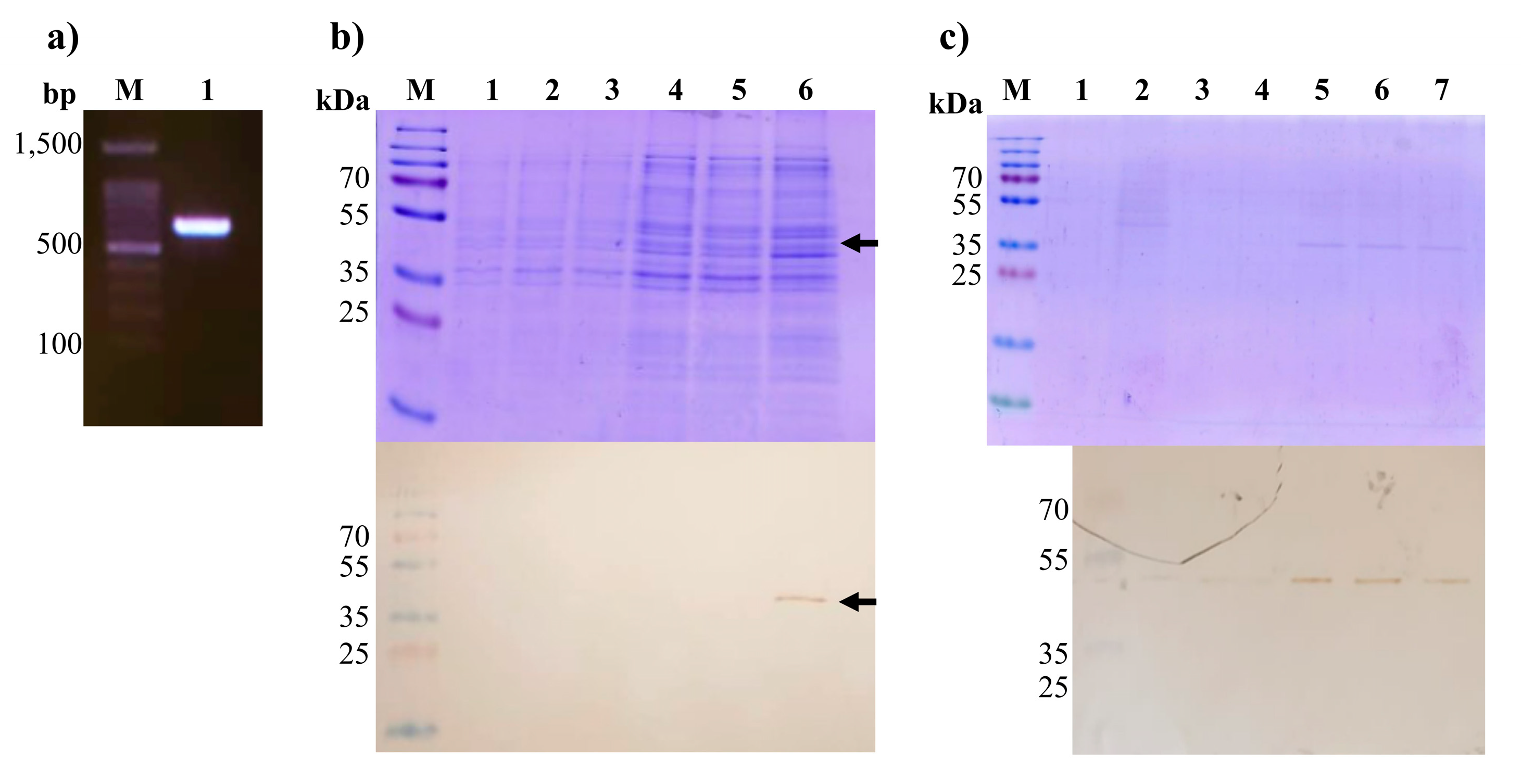Viruses 15 01049 g003