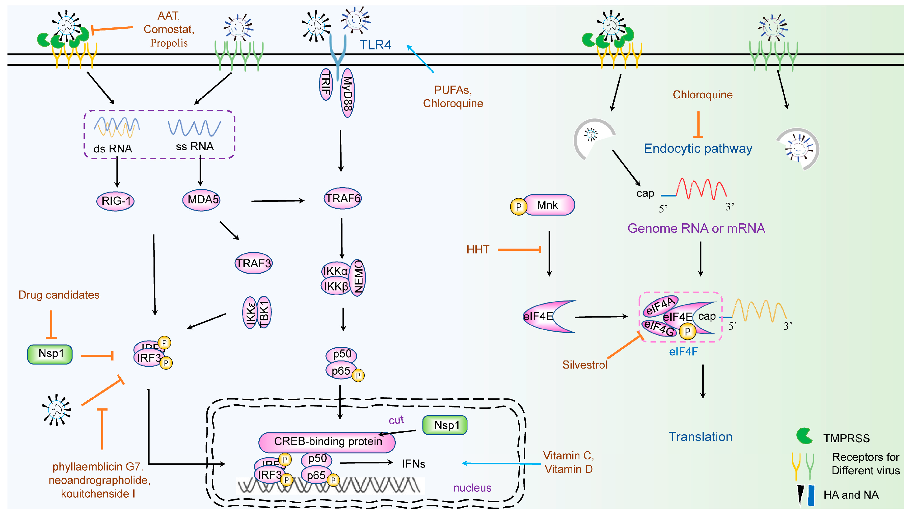 Viruses 15 01100 g002
