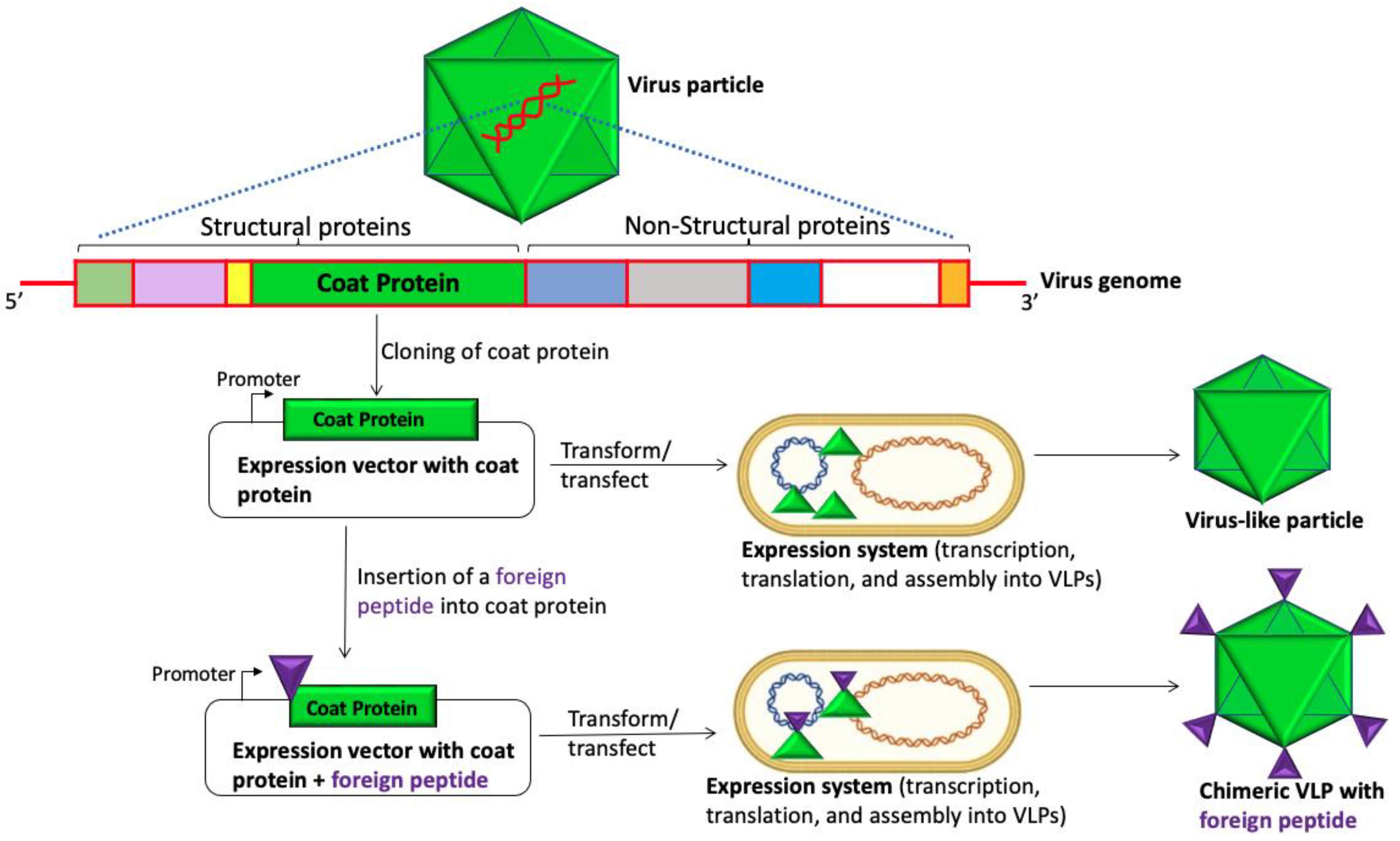 Viruses 15 01109 g001 Viruses 15 01109 g001