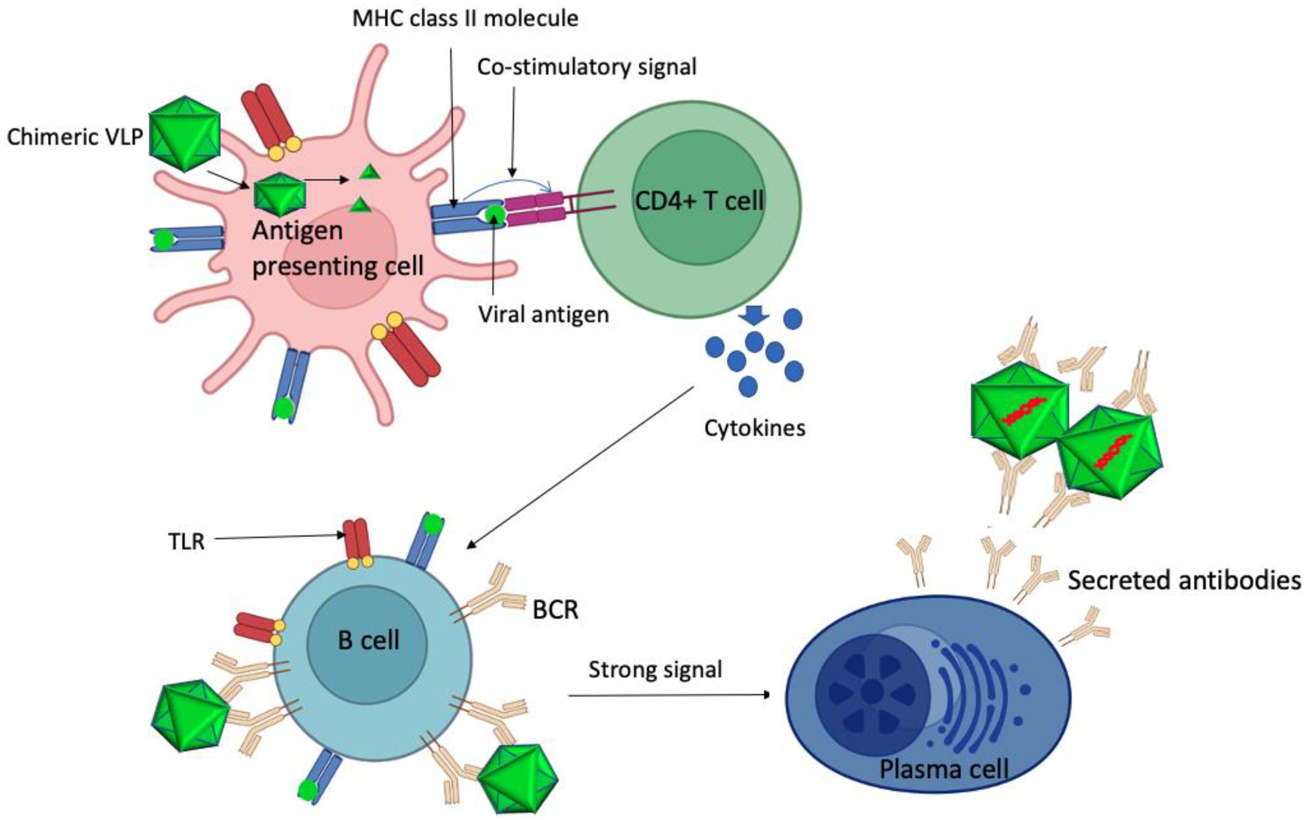 Viruses 15 01109 g002 Viruses 15 01109 g002