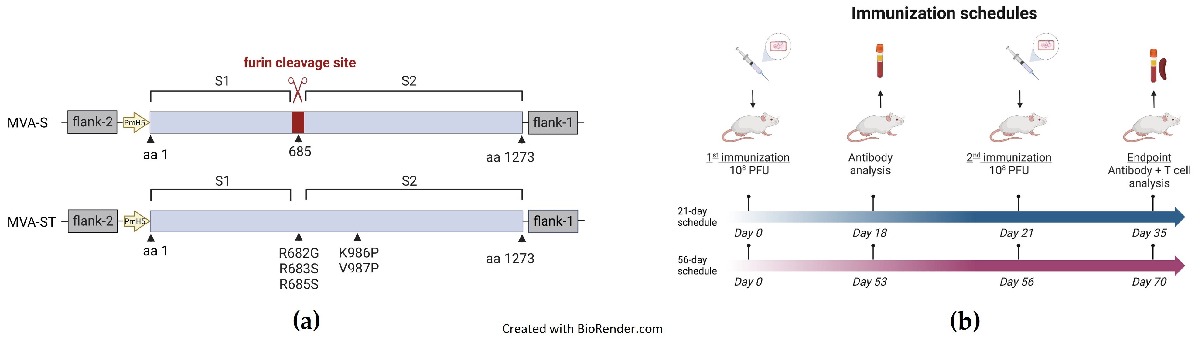 Delayed booster dosing improves human antigen-specific Ig and B