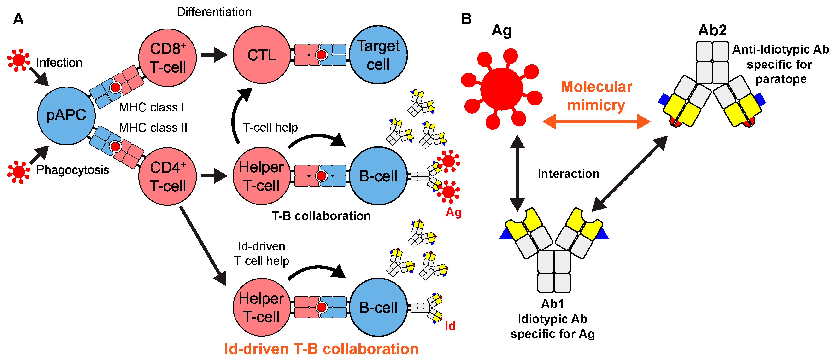 Viruses | Free Full-Text | Idiotope-Driven T-Cell/B-Cell Collaboration ...