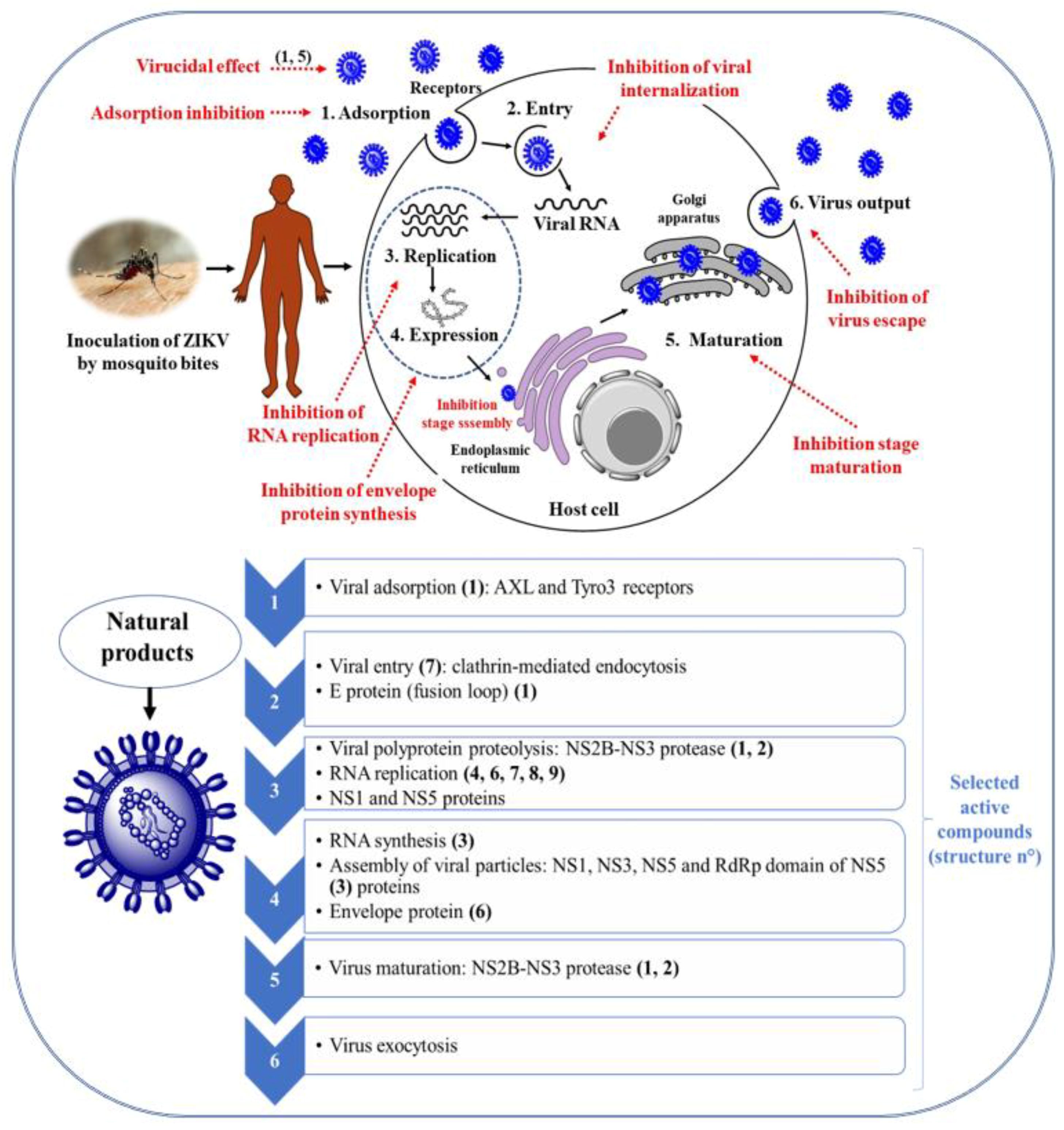 Viruses | Free Full-Text | Natural Products and Derivatives as Potential  Zika virus Inhibitors: A Comprehensive Review