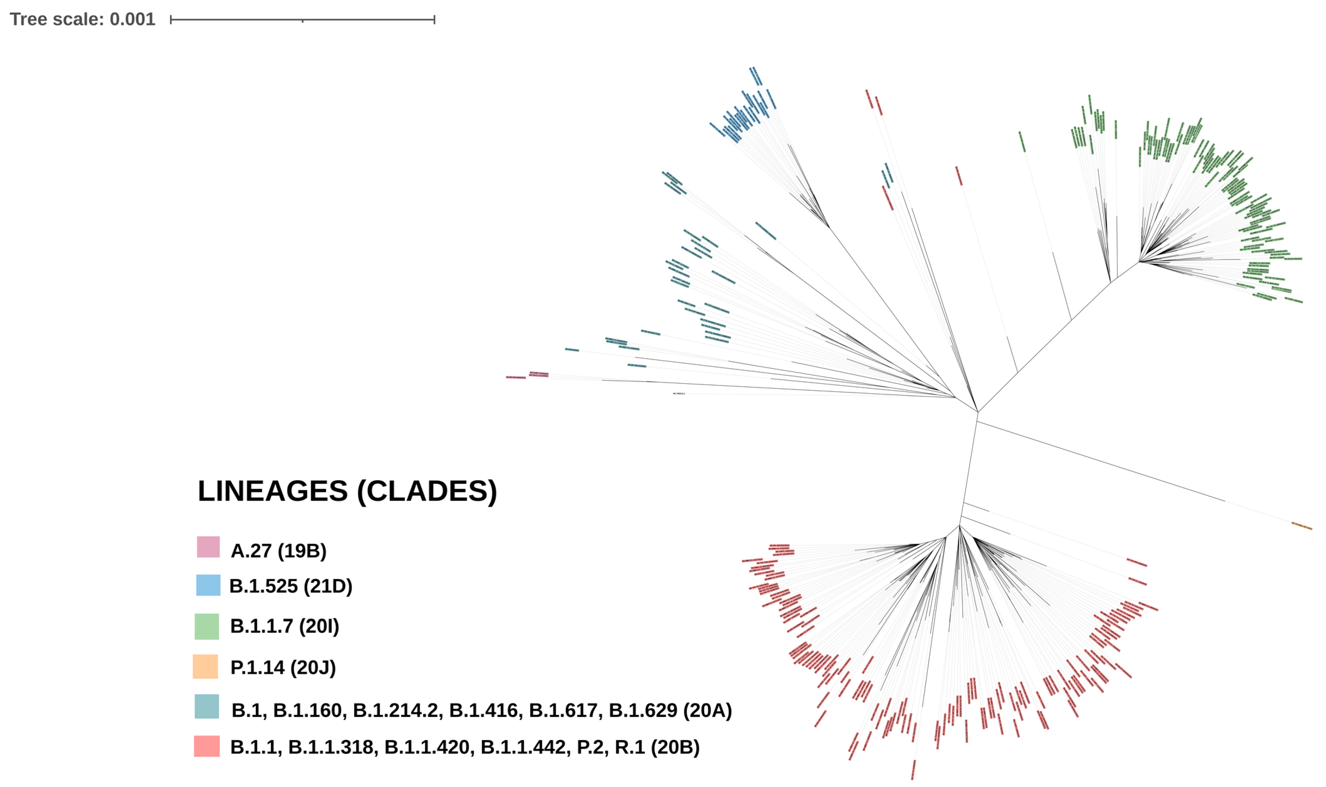 Maximum likelihood pandemic-scale phylogenetics