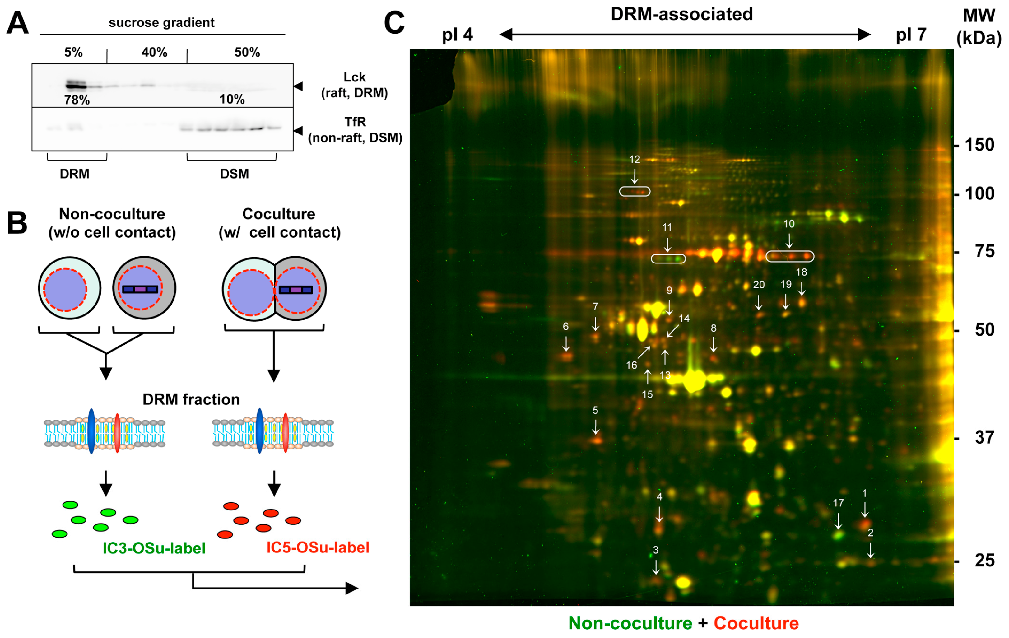 Viruses 15 01266 g002