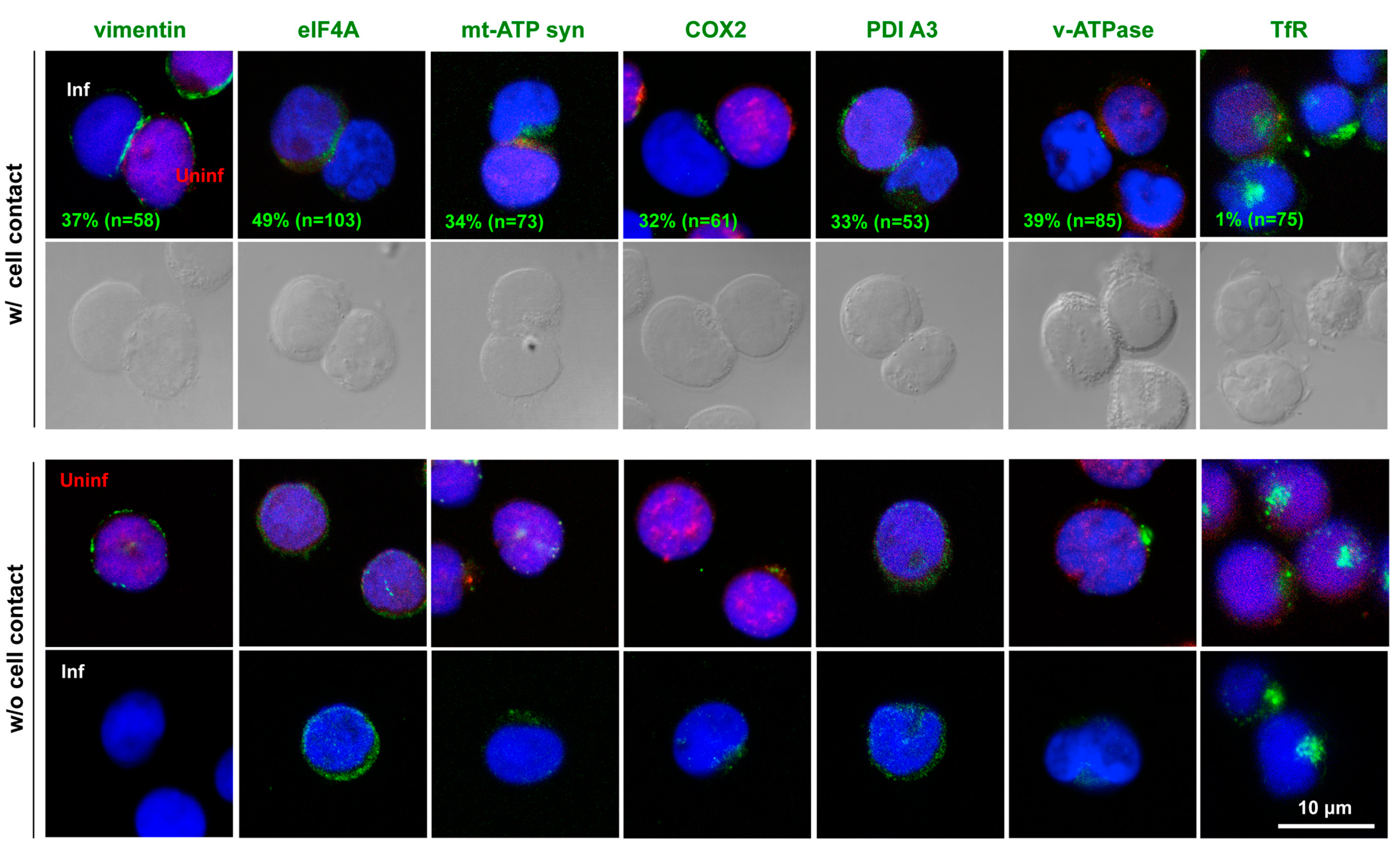 Viruses 15 01266 g004