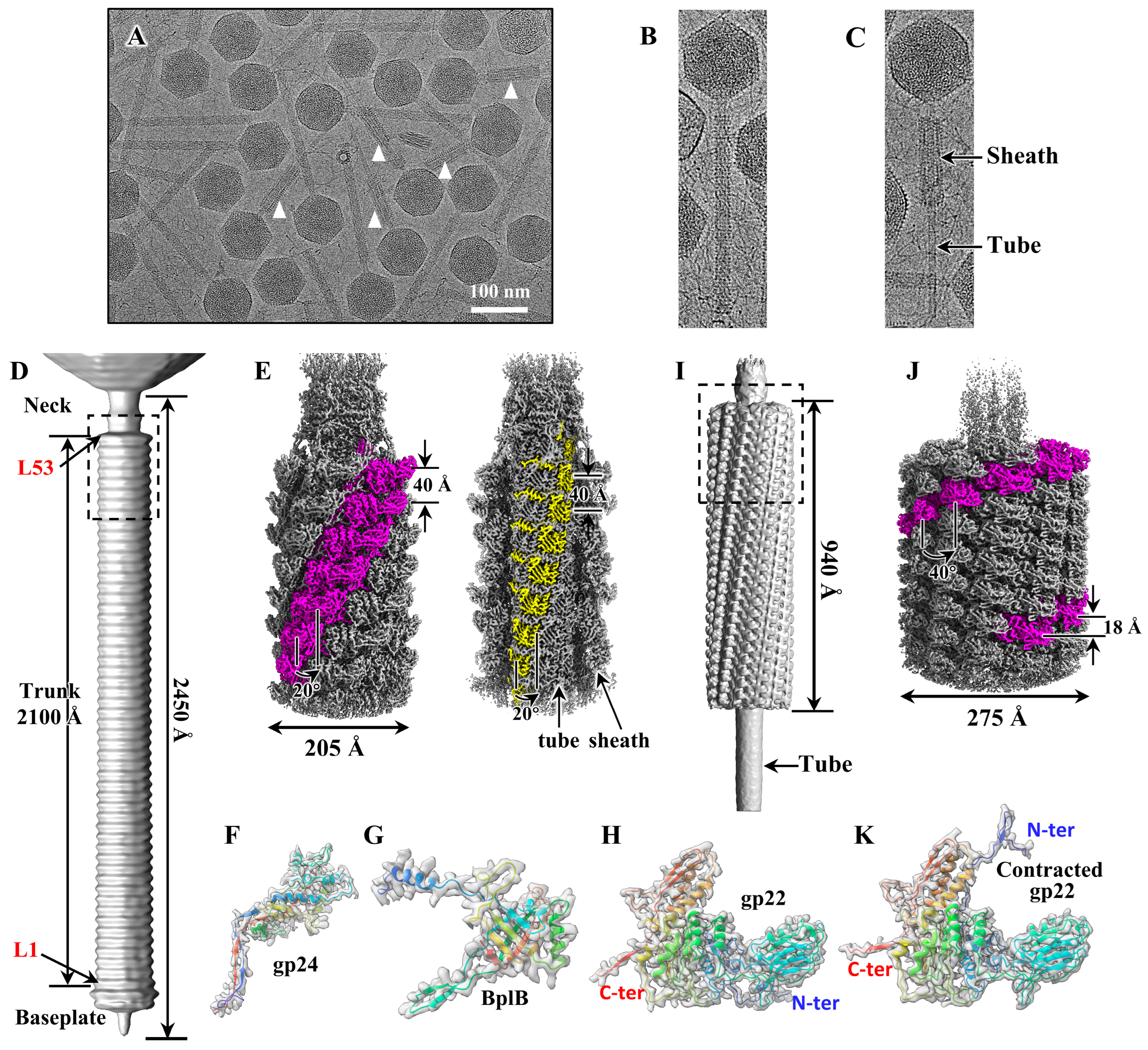 Viruses 15 01267 g001 Viruses 15 01267 g001