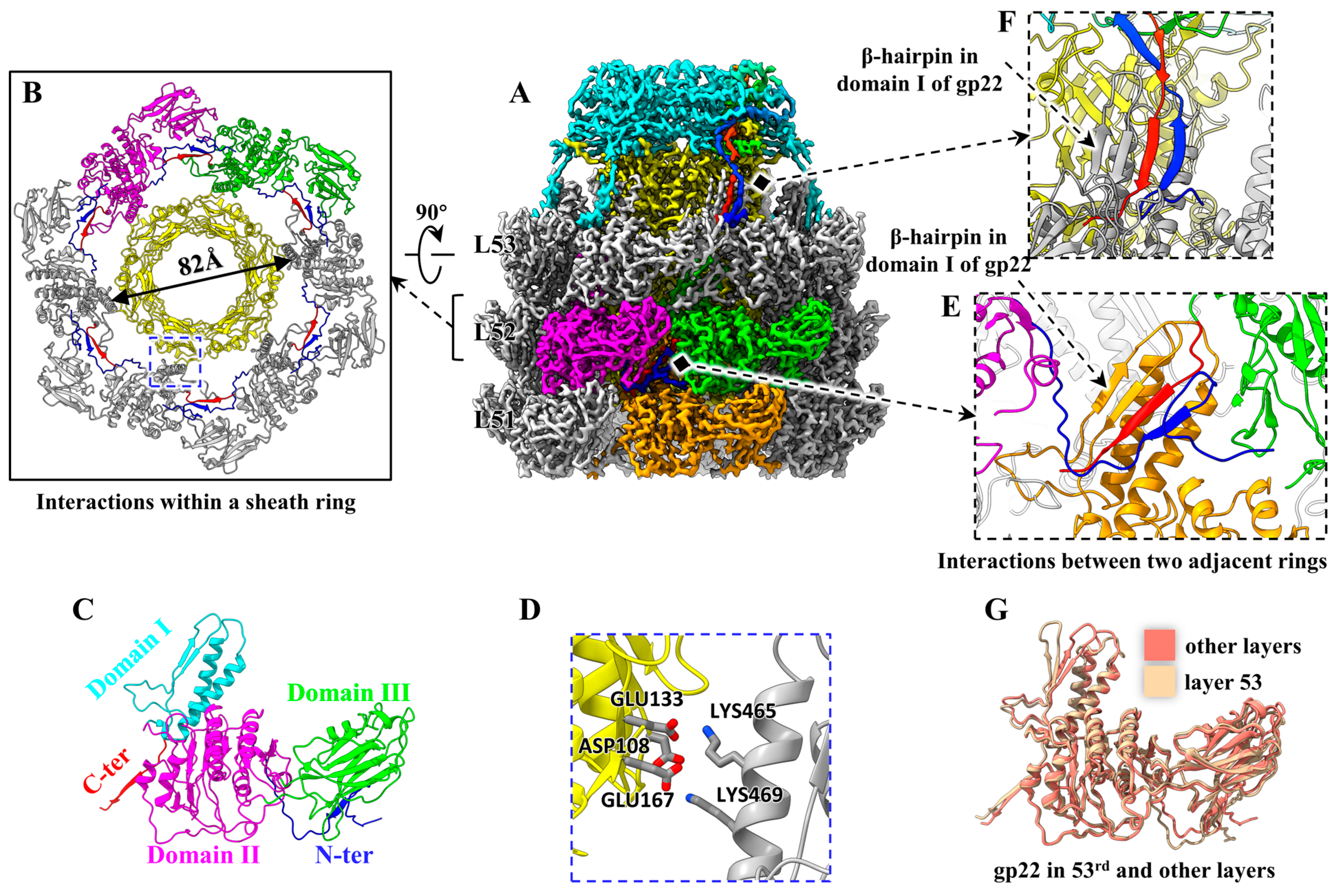 Viruses 15 01267 g004 Viruses 15 01267 g004