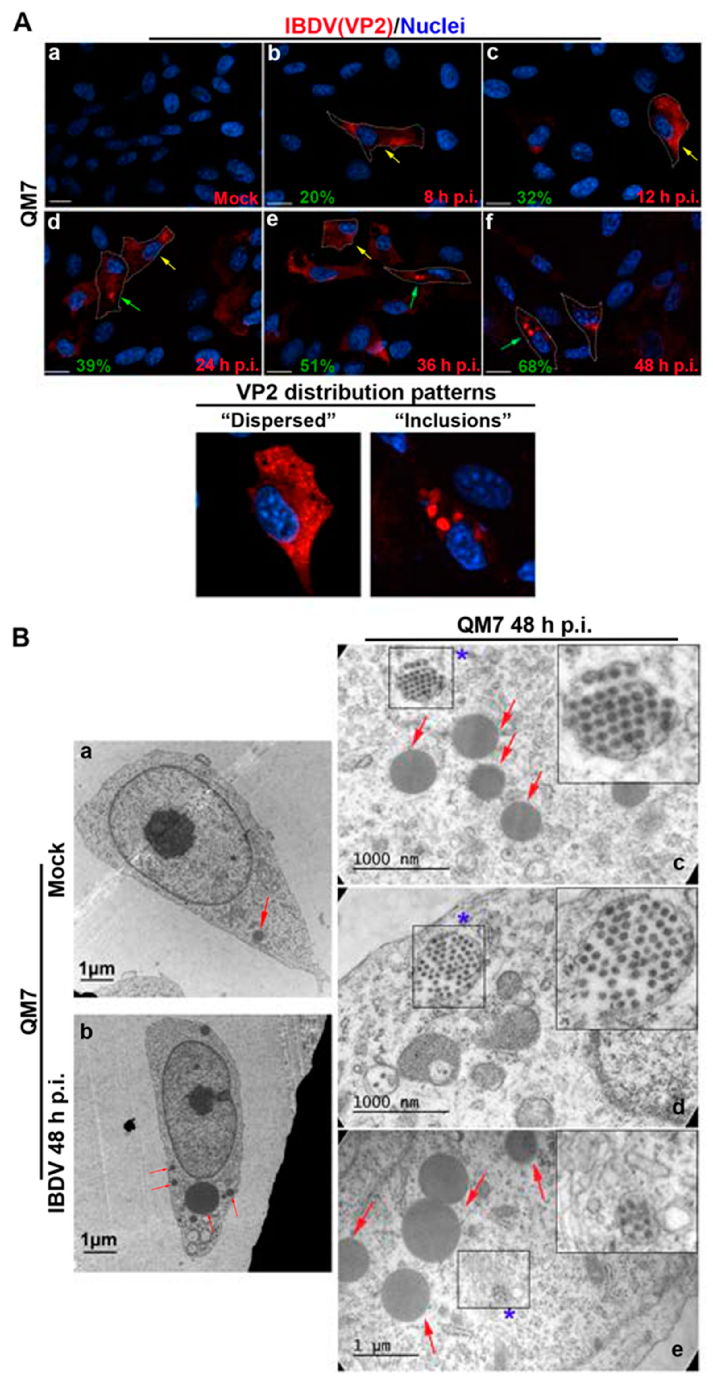 https://www.mdpi.com/viruses/viruses-15-01295/article_deploy/html/images/viruses-15-01295-g001.png