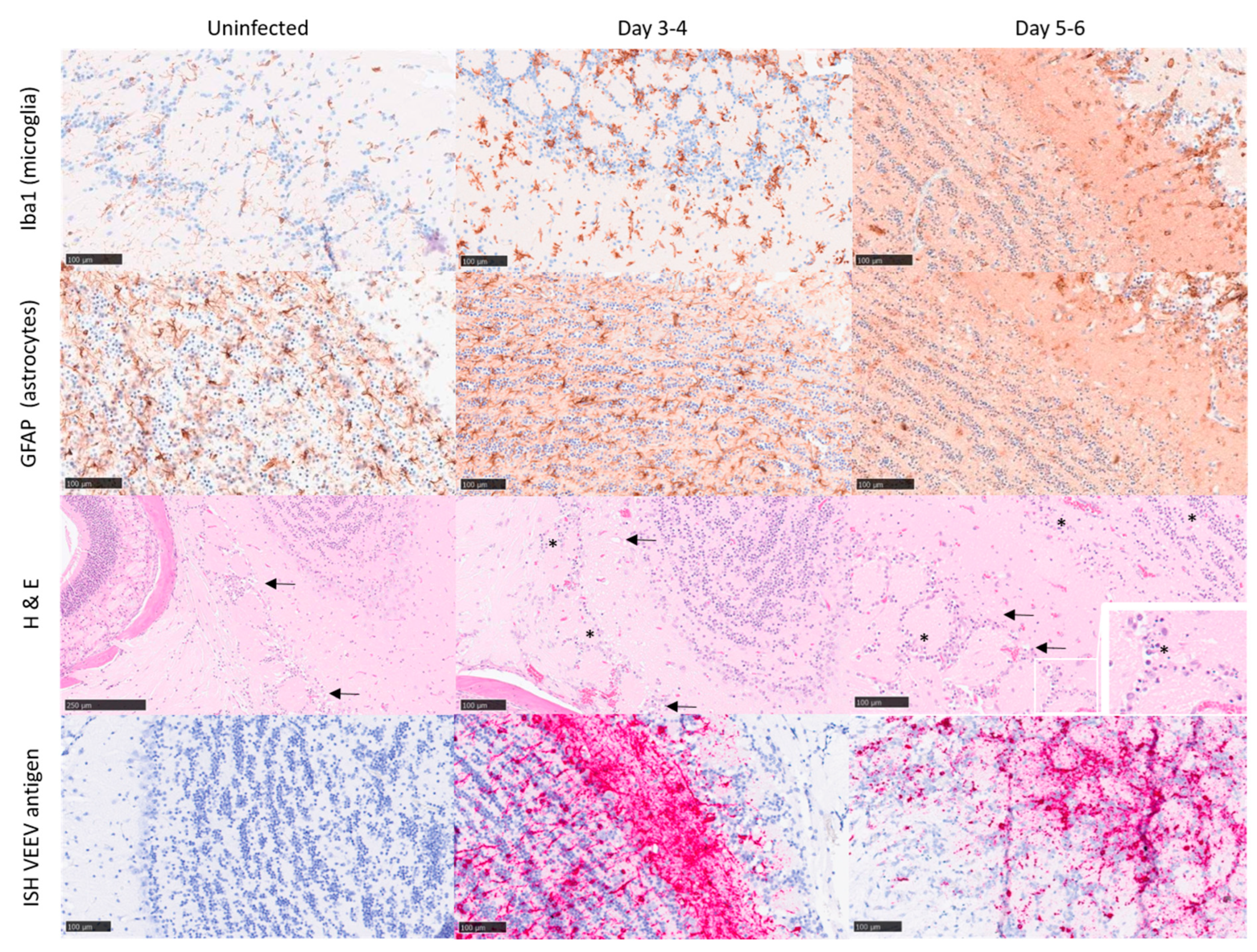 Viruses 15 01307 g003 Viruses 15 01307 g003