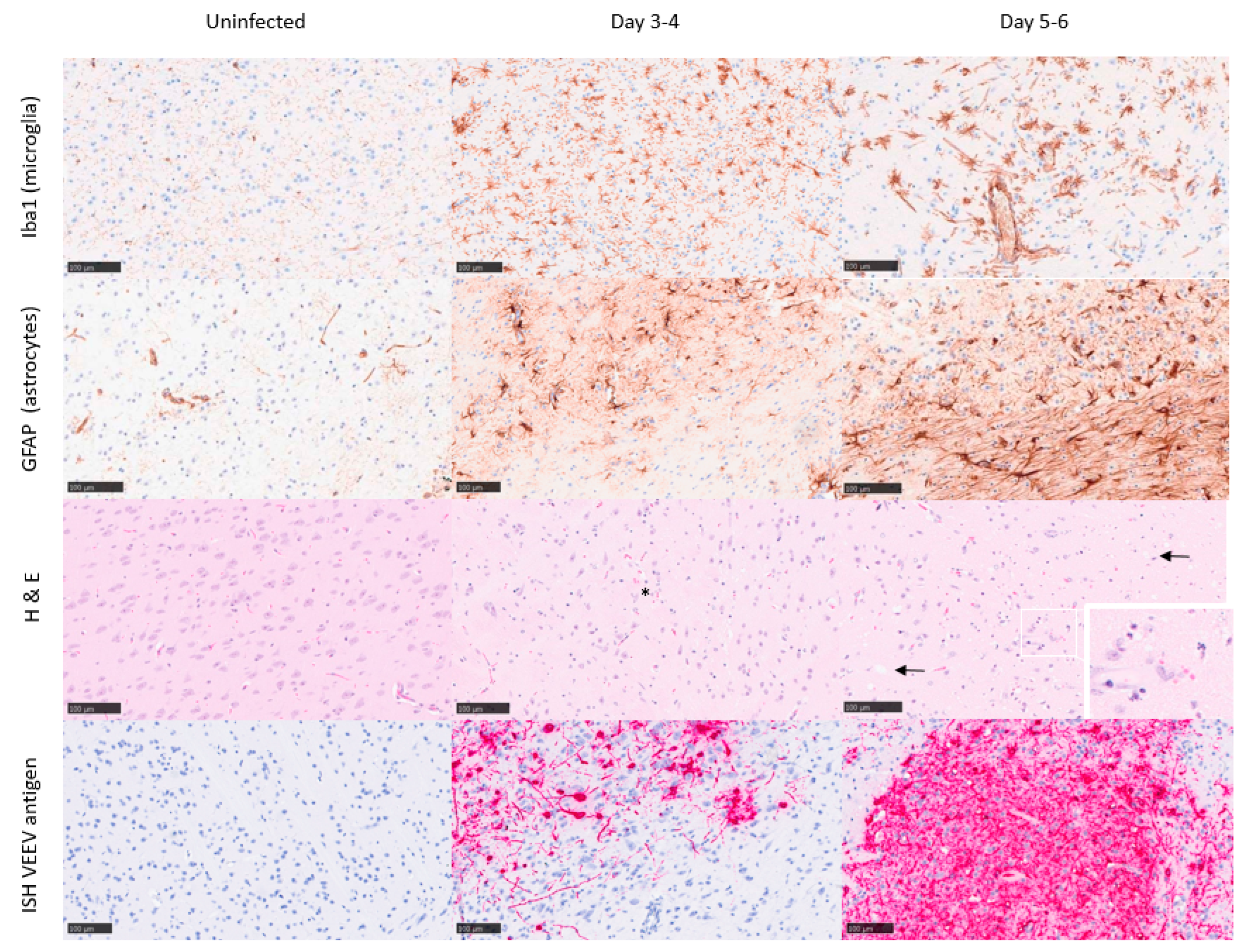 Viruses 15 01307 g004 Viruses 15 01307 g004