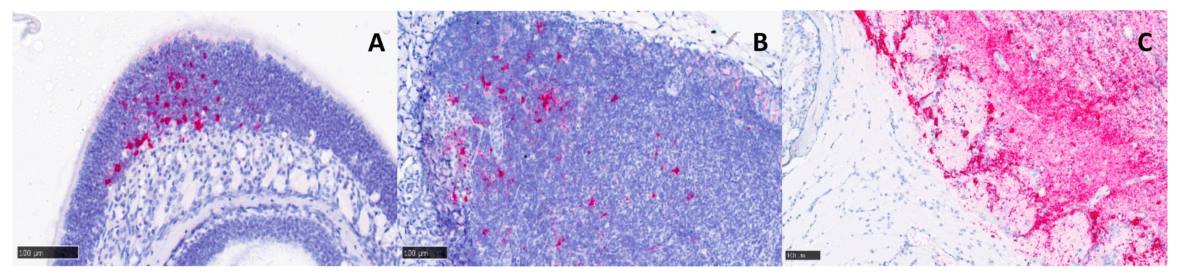 Viruses 15 01307 g006 Viruses 15 01307 g006