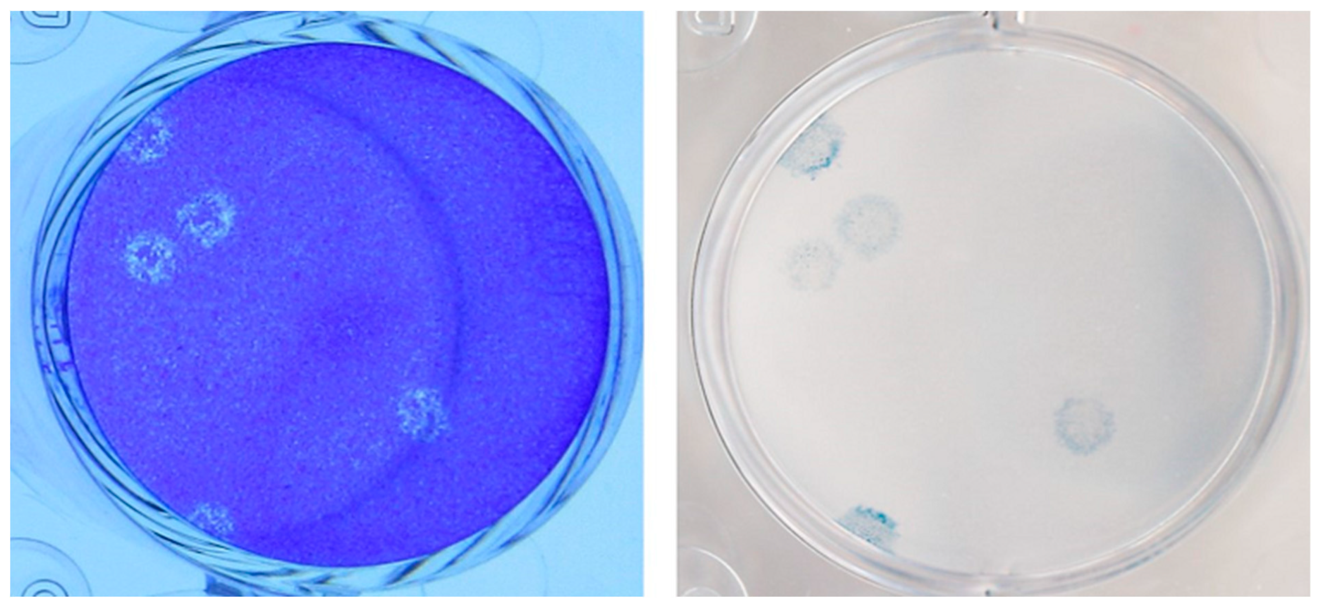 Viruses 15 01310 g001 Viruses 15 01310 g001