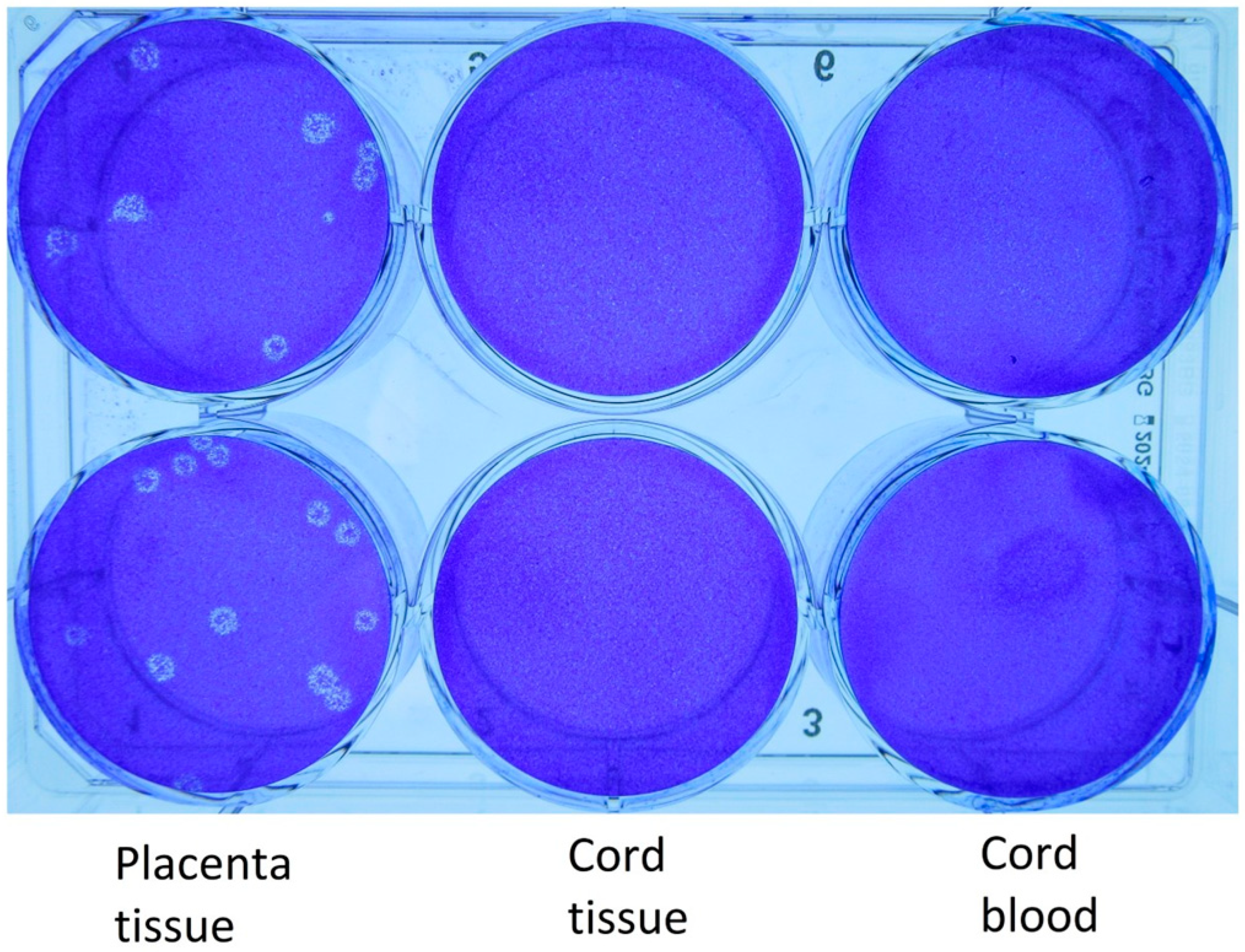 Viruses 15 01310 g002 Viruses 15 01310 g002