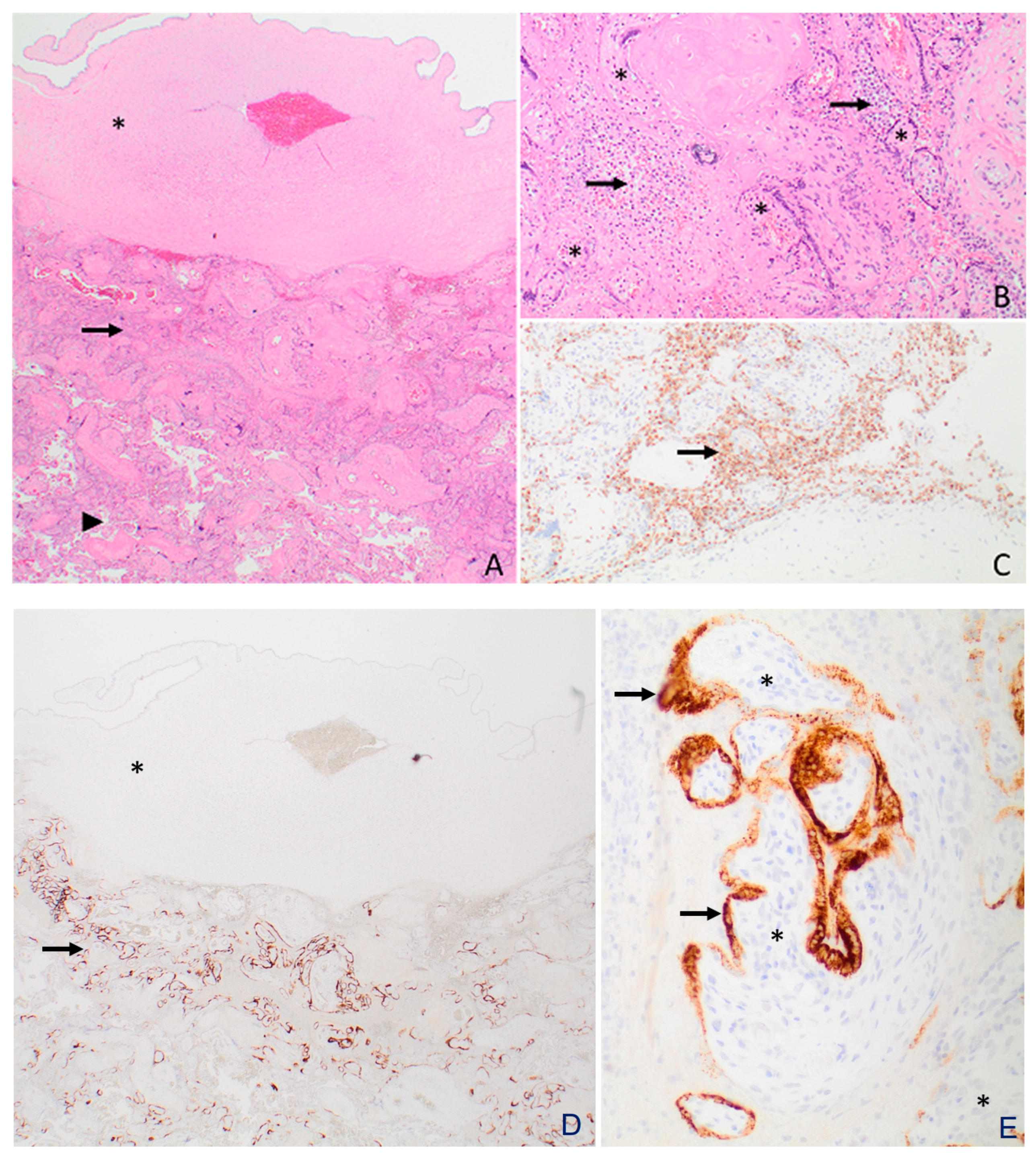Viruses 15 01310 g003 Viruses 15 01310 g003