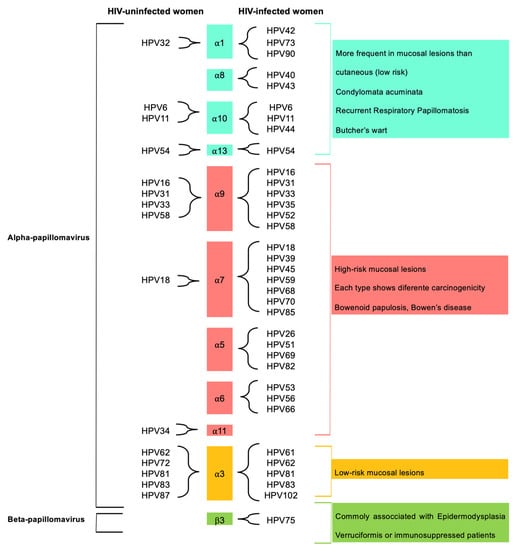 Viruses Free Full Text Diversity Of Anal Hpv And Non Hpv Sexually Transmitted Infections And 3577