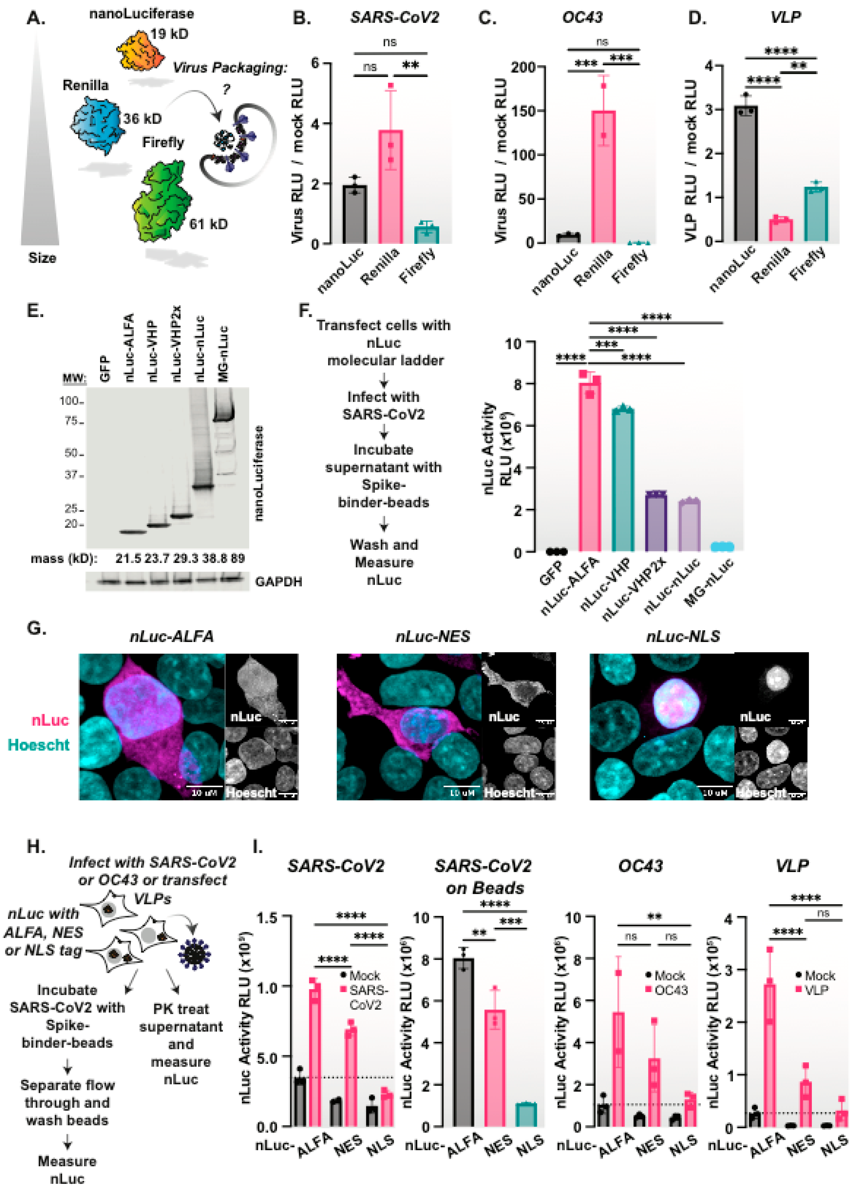 Viruses 15 01335 g003 Viruses 15 01335 g003