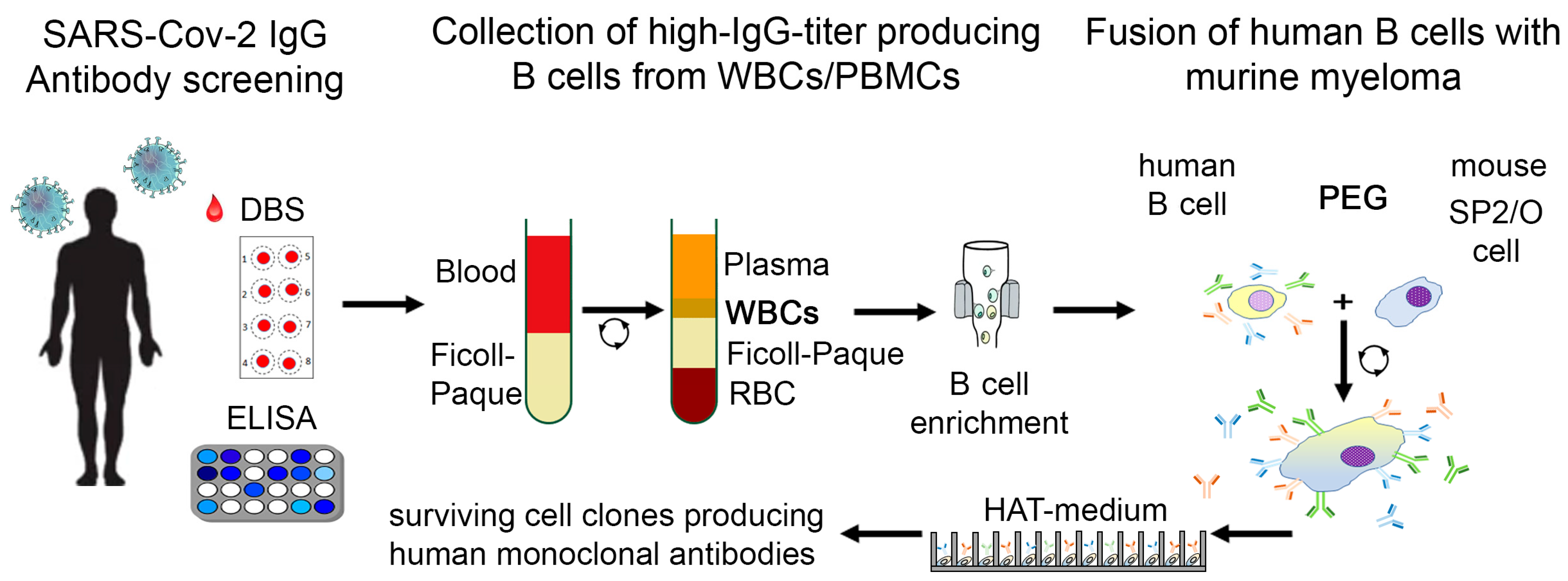 Viruses 15 01372 g001