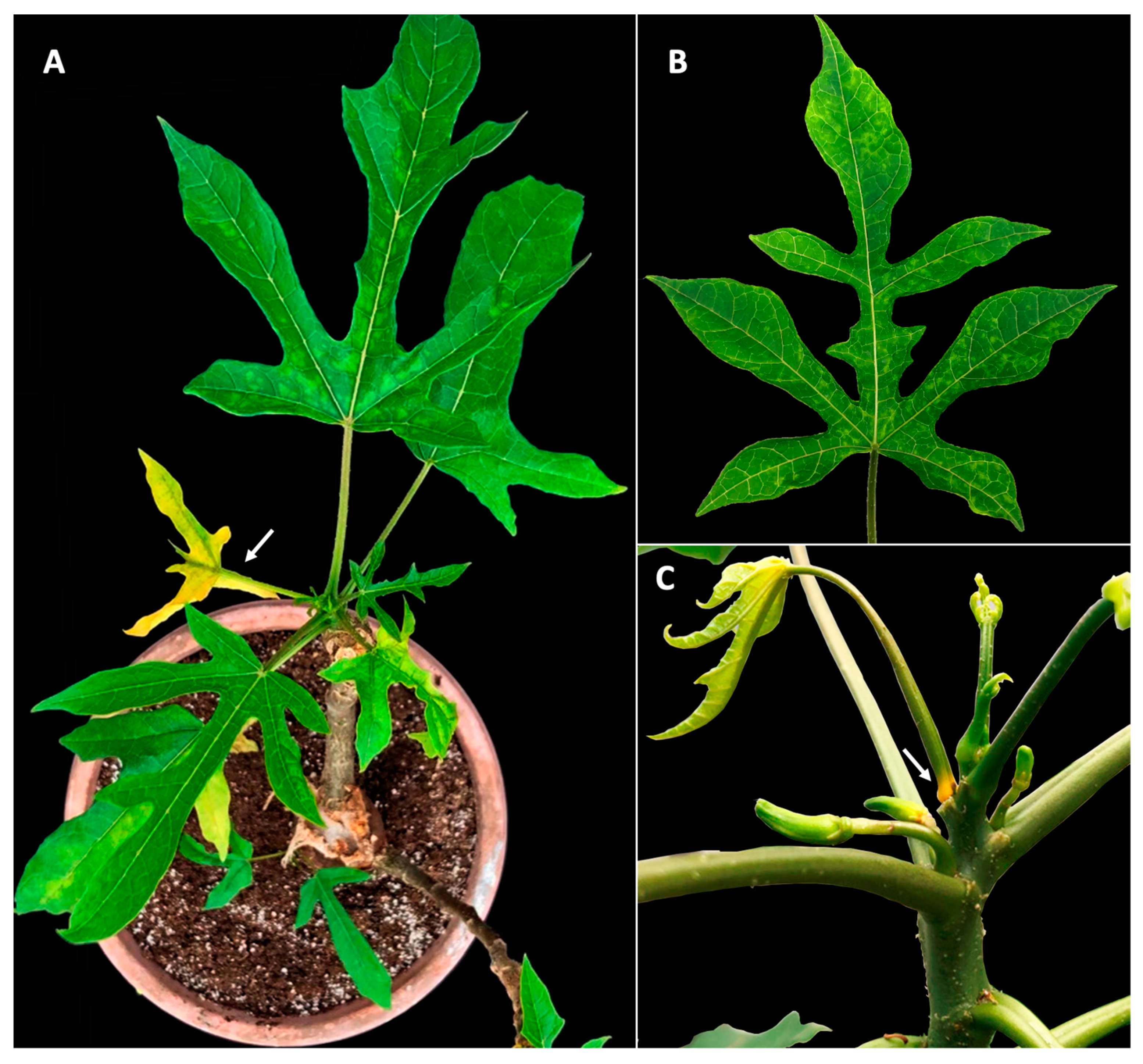 Viruses 15 01380 g001 Viruses 15 01380 g001