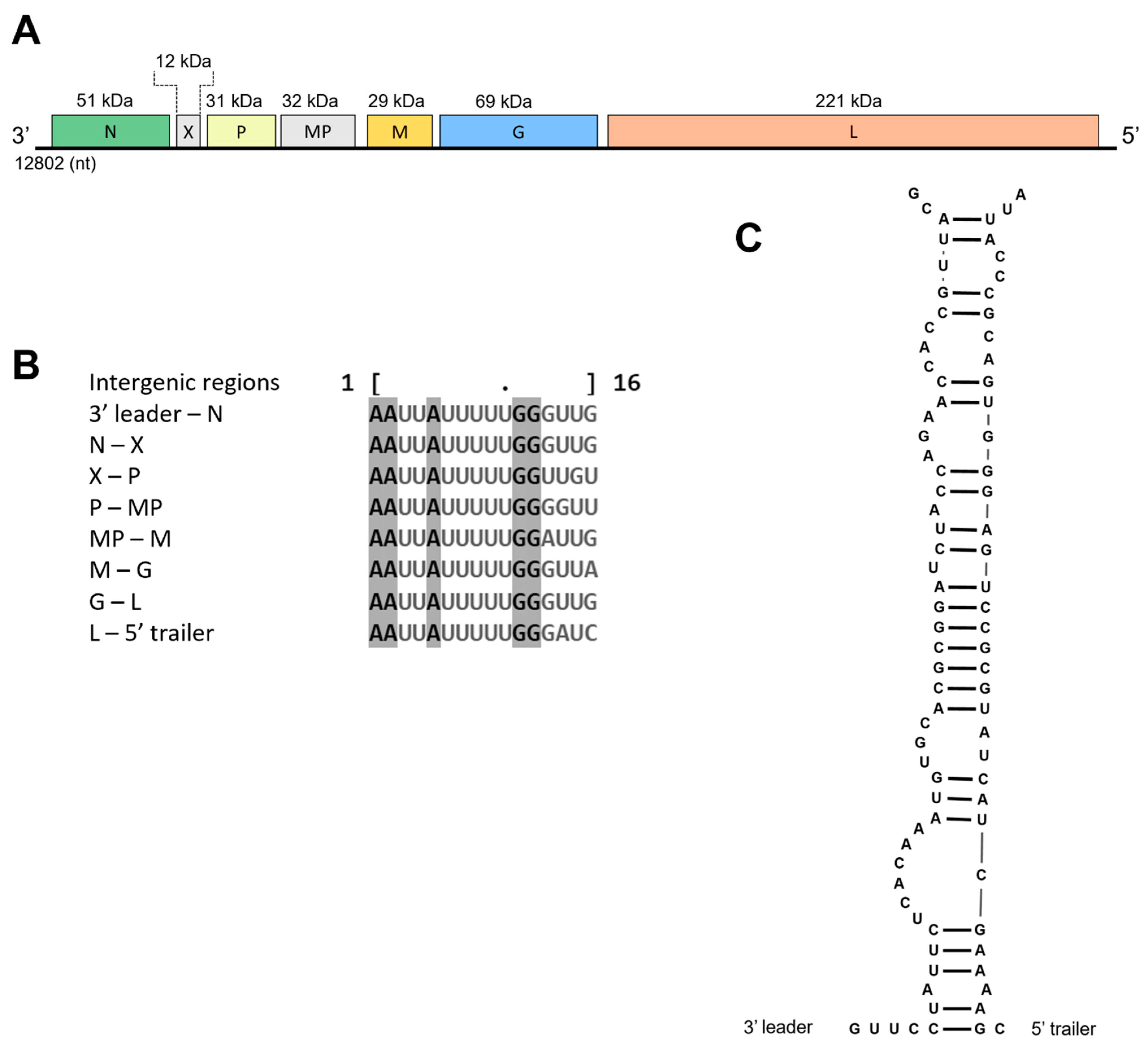 Viruses 15 01380 g004 Viruses 15 01380 g004