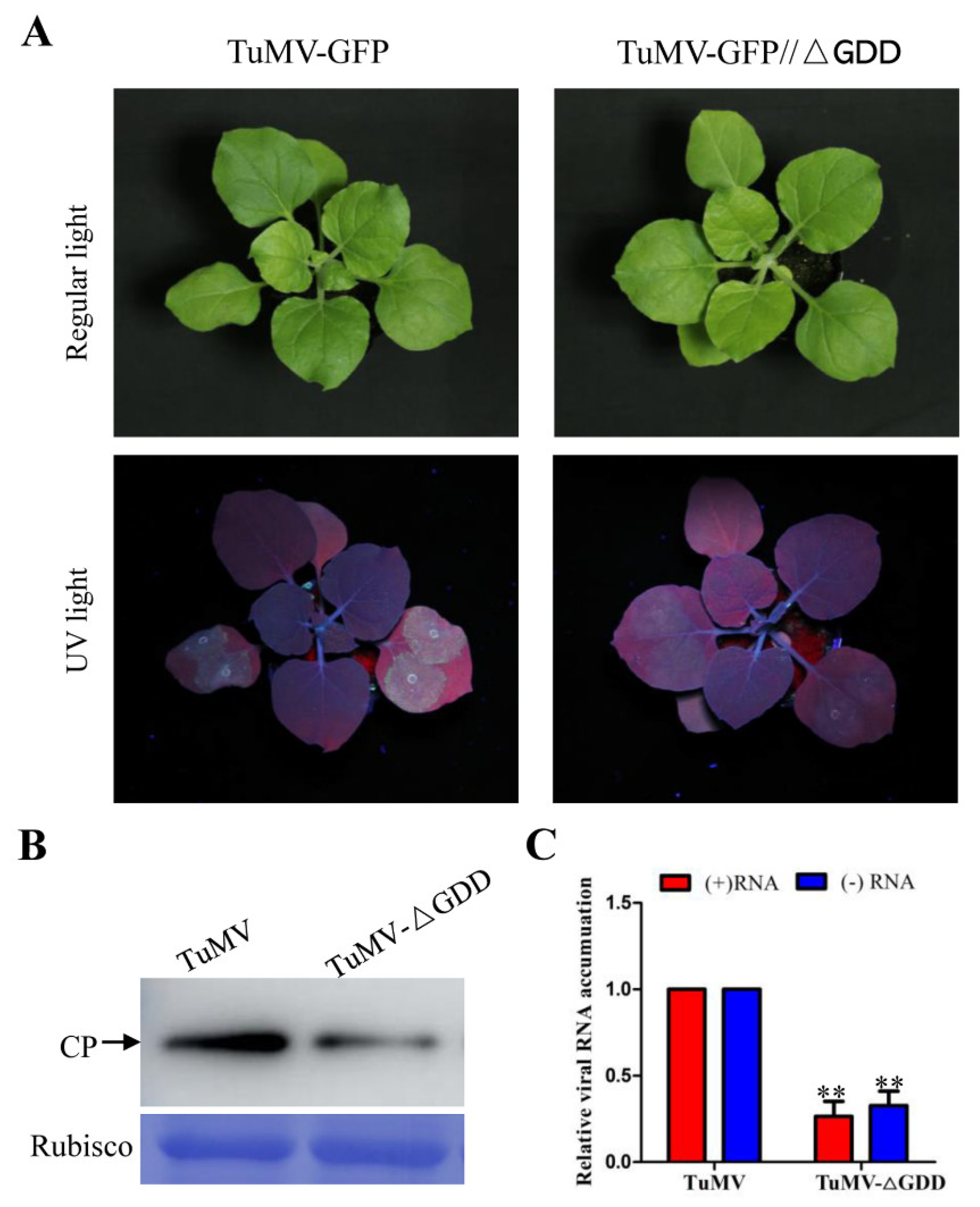 Viruses 15 01401 g001 Viruses 15 01401 g001