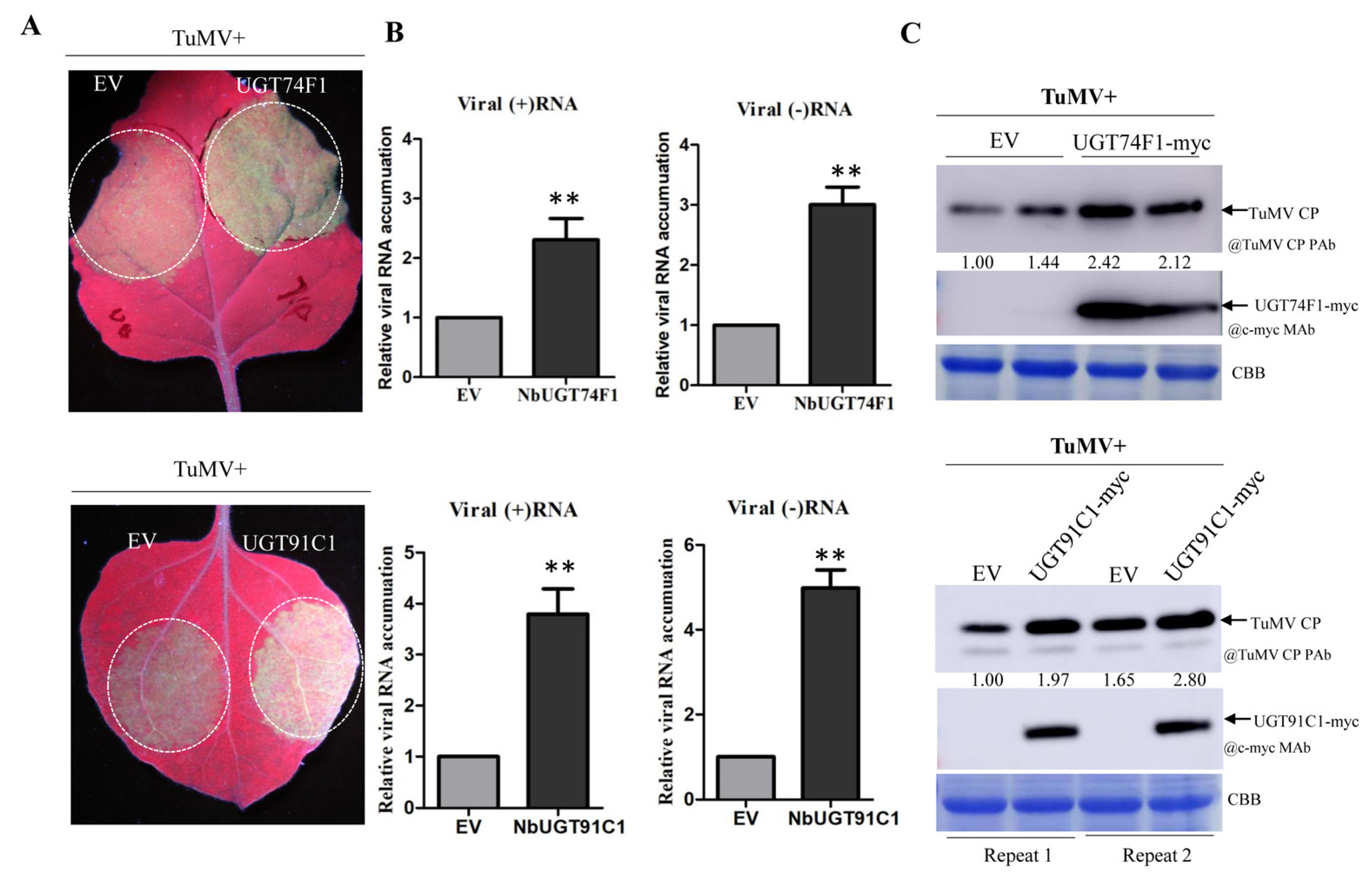 Viruses 15 01401 g005 Viruses 15 01401 g005