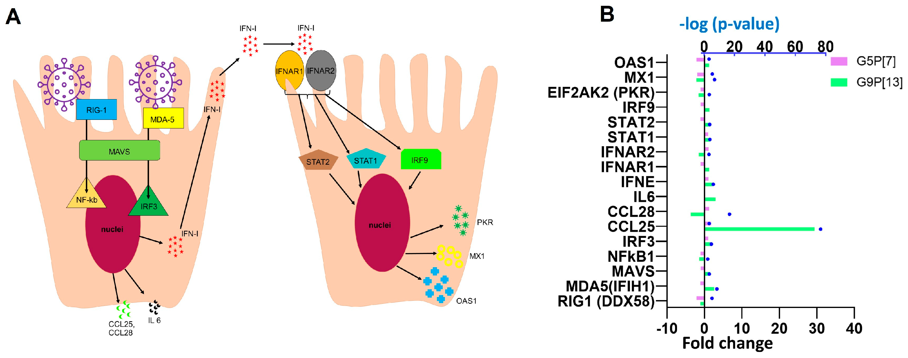 Full article: Intestinal mucin-type O-glycans: the major players in the  host-bacteria-rotavirus interactions