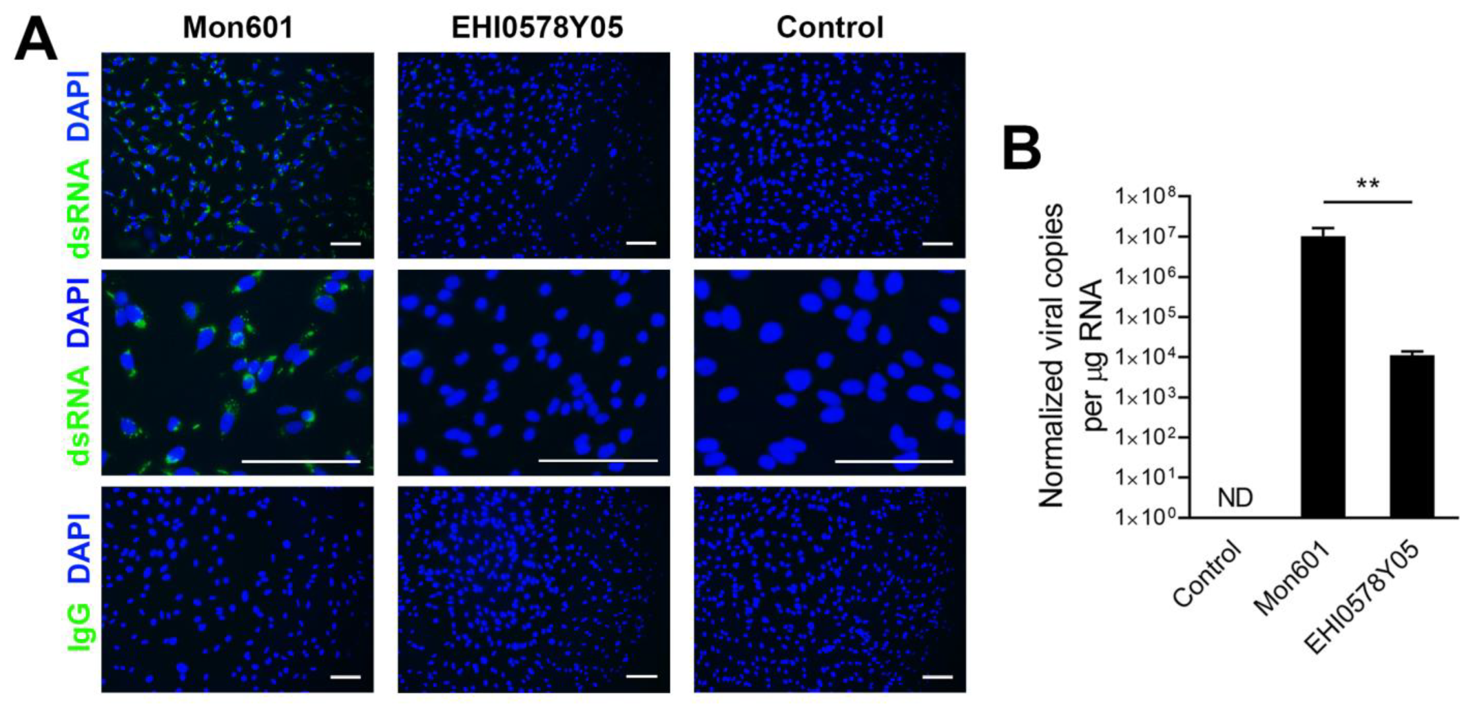 Viruses 15 01410 g003 Viruses 15 01410 g003
