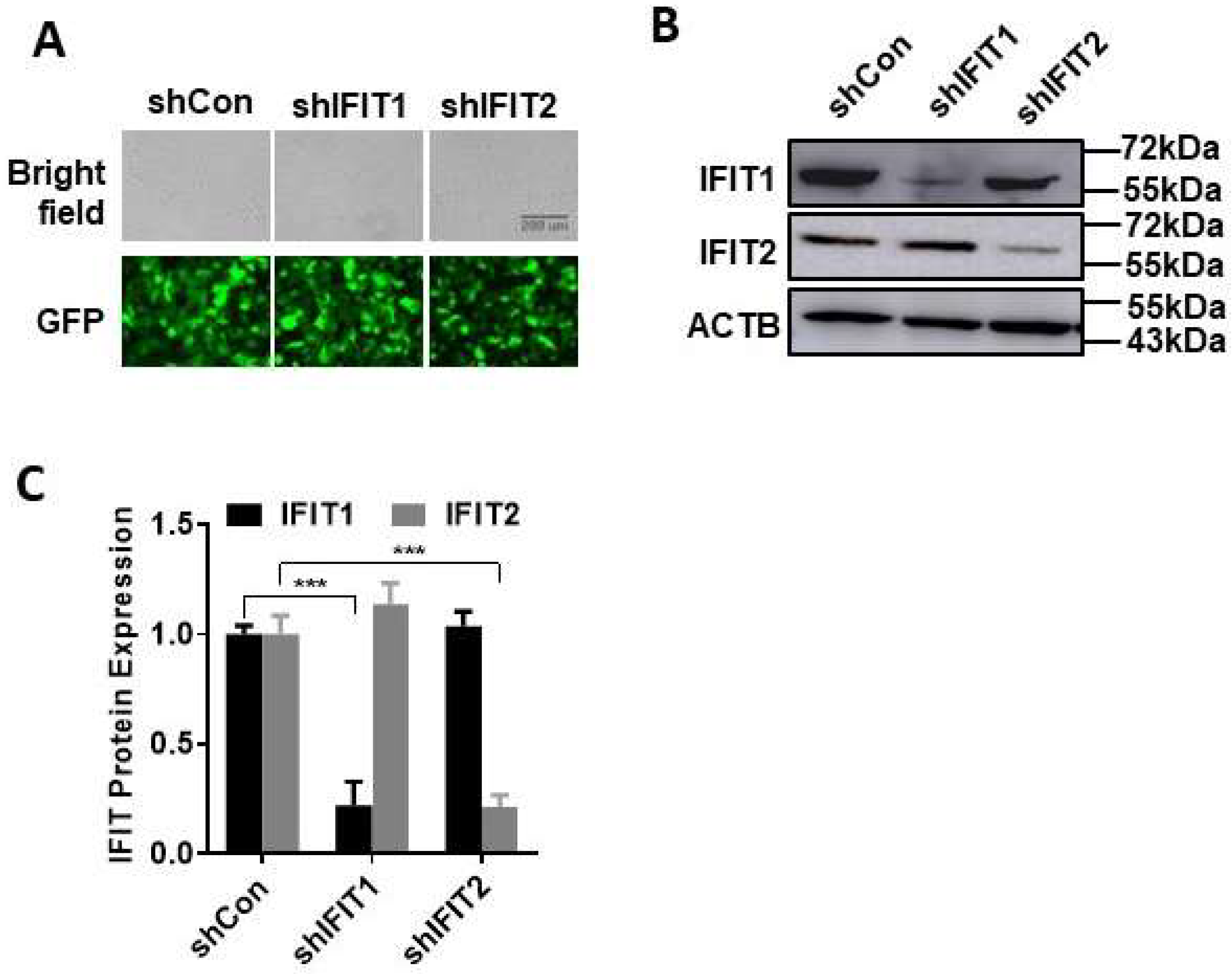 2′-O methylation of the viral mRNA cap evades host restriction by IFIT  family members