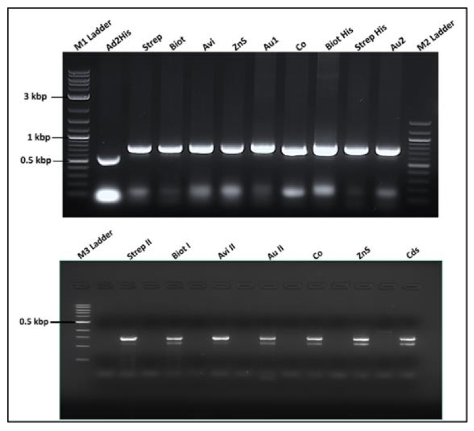 Viruses 15 01414 g004 Viruses 15 01414 g004