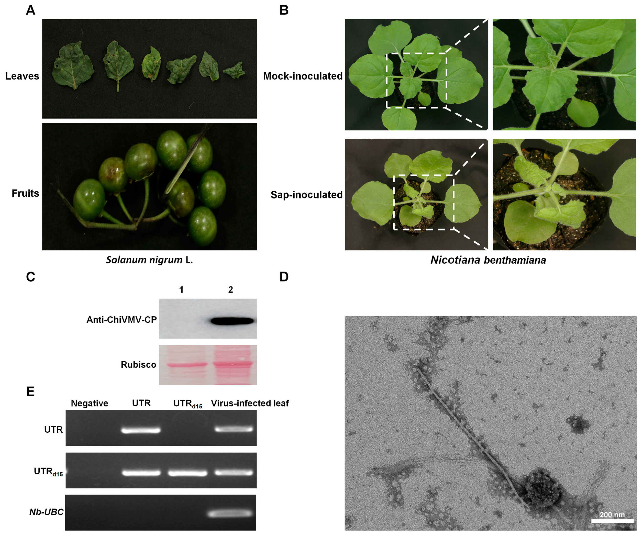Viruses 15 01428 g001 Viruses 15 01428 g001