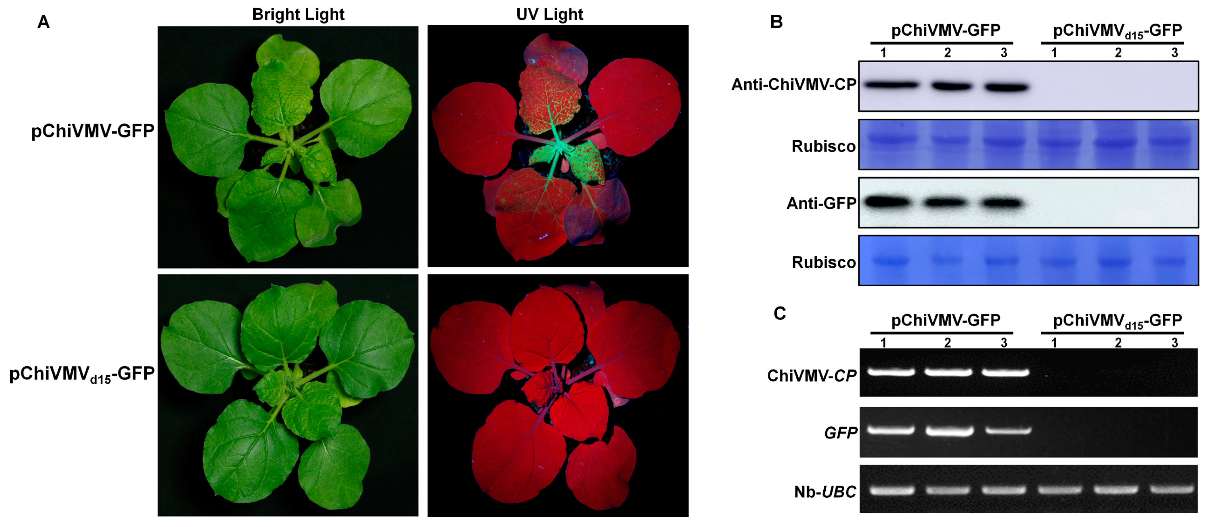 Viruses 15 01428 g004 Viruses 15 01428 g004