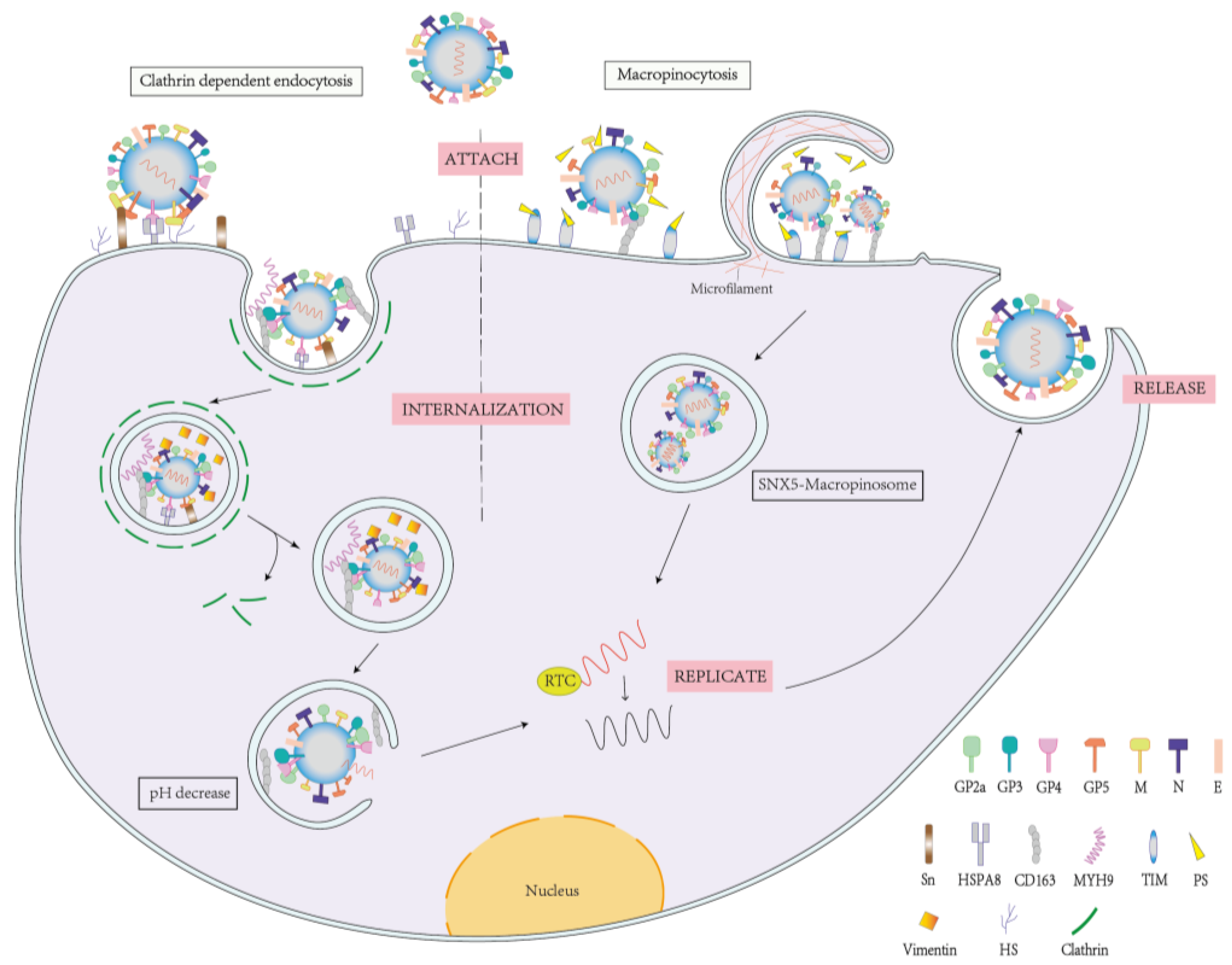 PDF) Fc-Mediated Functions of Porcine IgG Subclasses