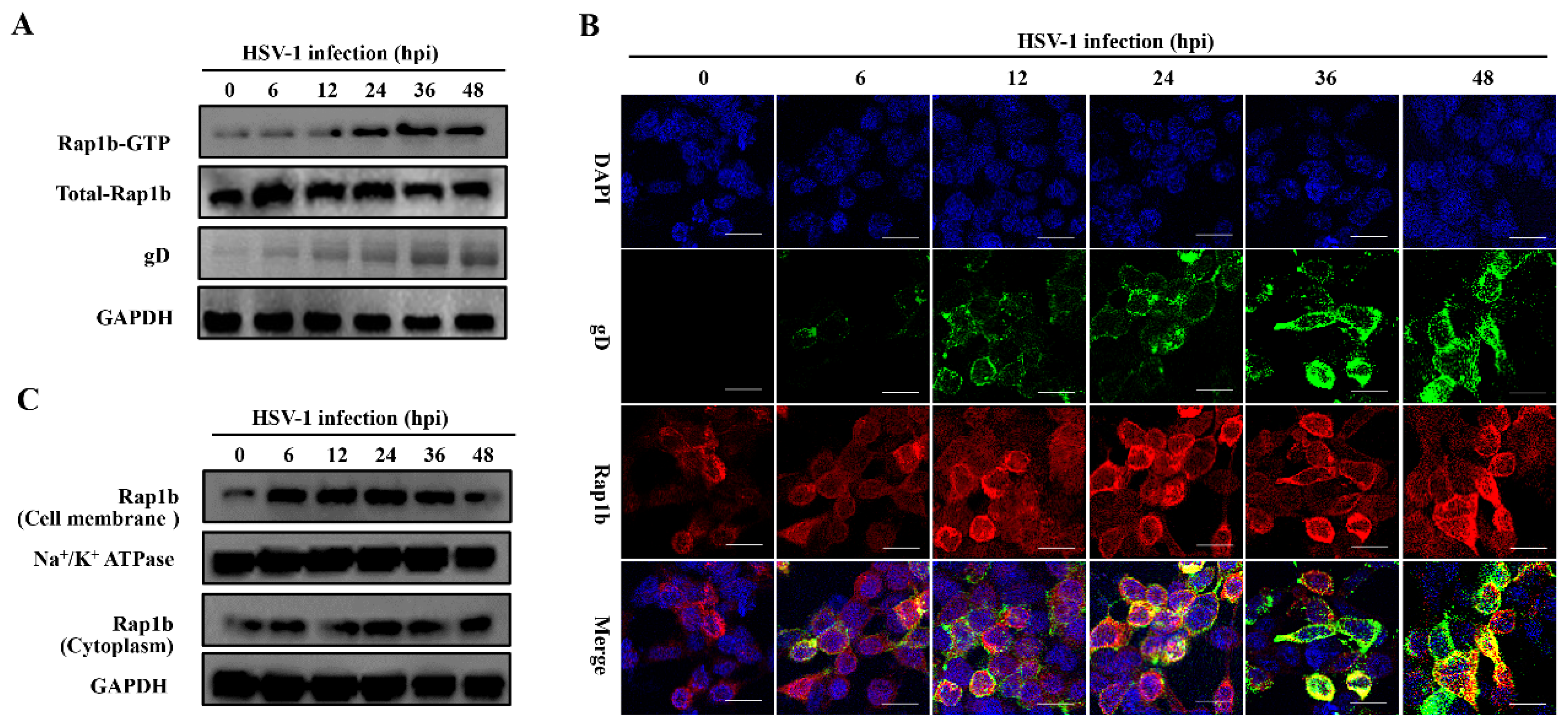 Viruses 15 01457 g001 Viruses 15 01457 g001