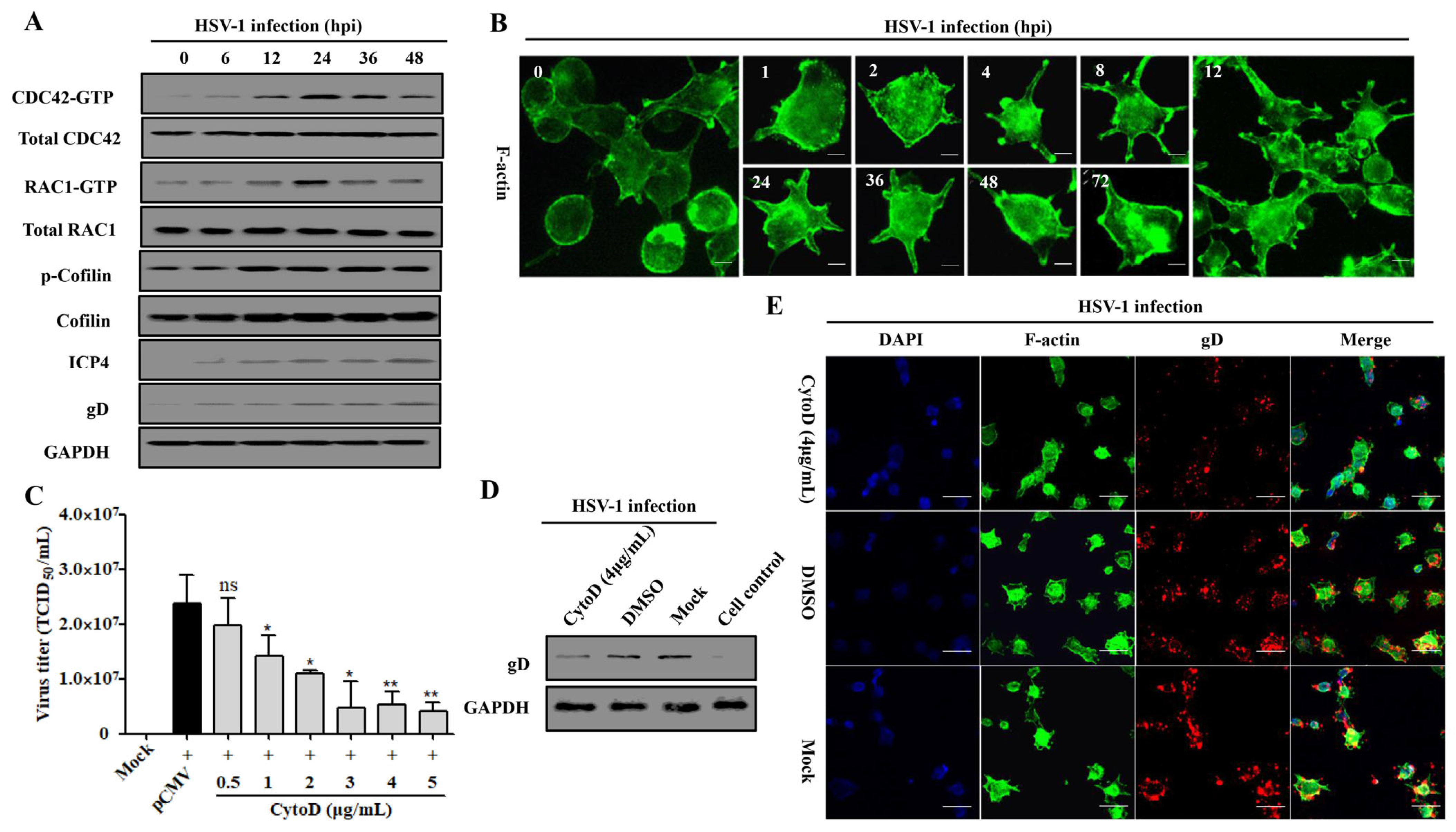 Viruses 15 01457 g005 Viruses 15 01457 g005