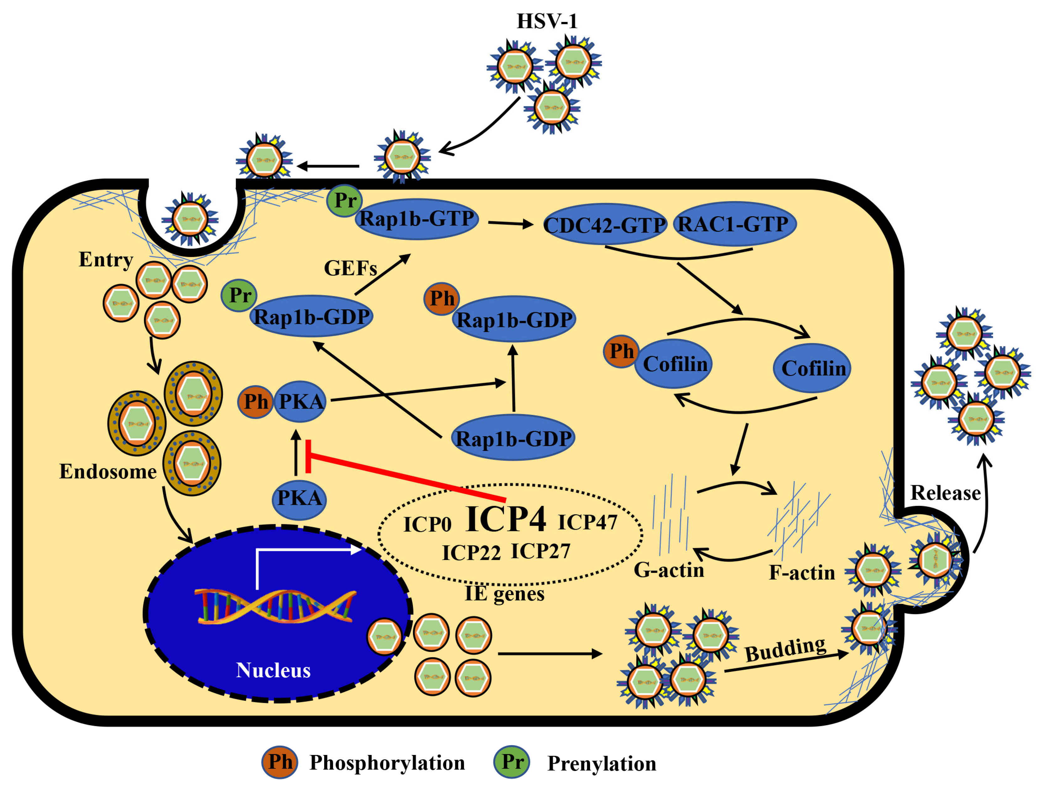 Viruses 15 01457 g006 Viruses 15 01457 g006