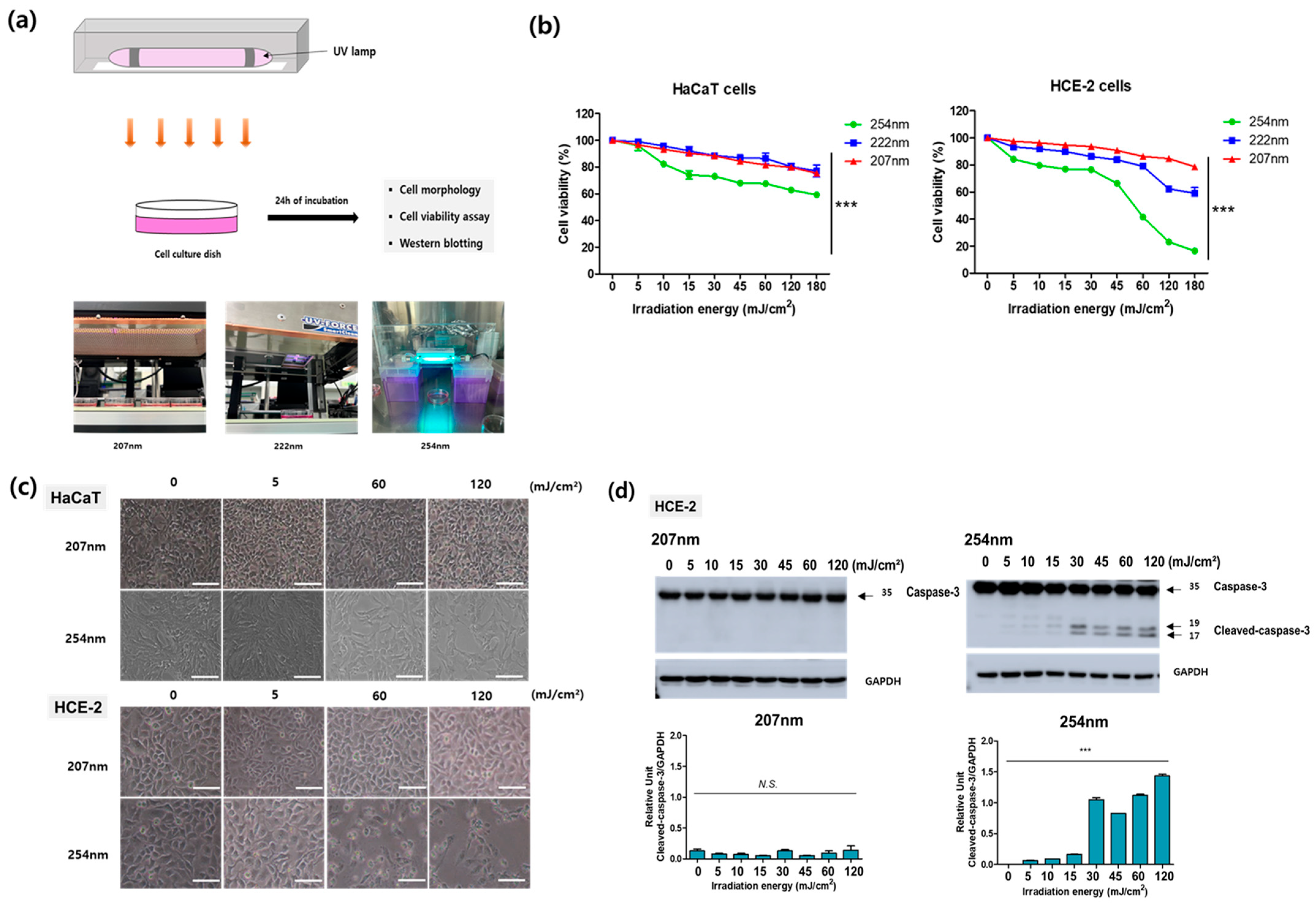 Viruses 15 01463 g003