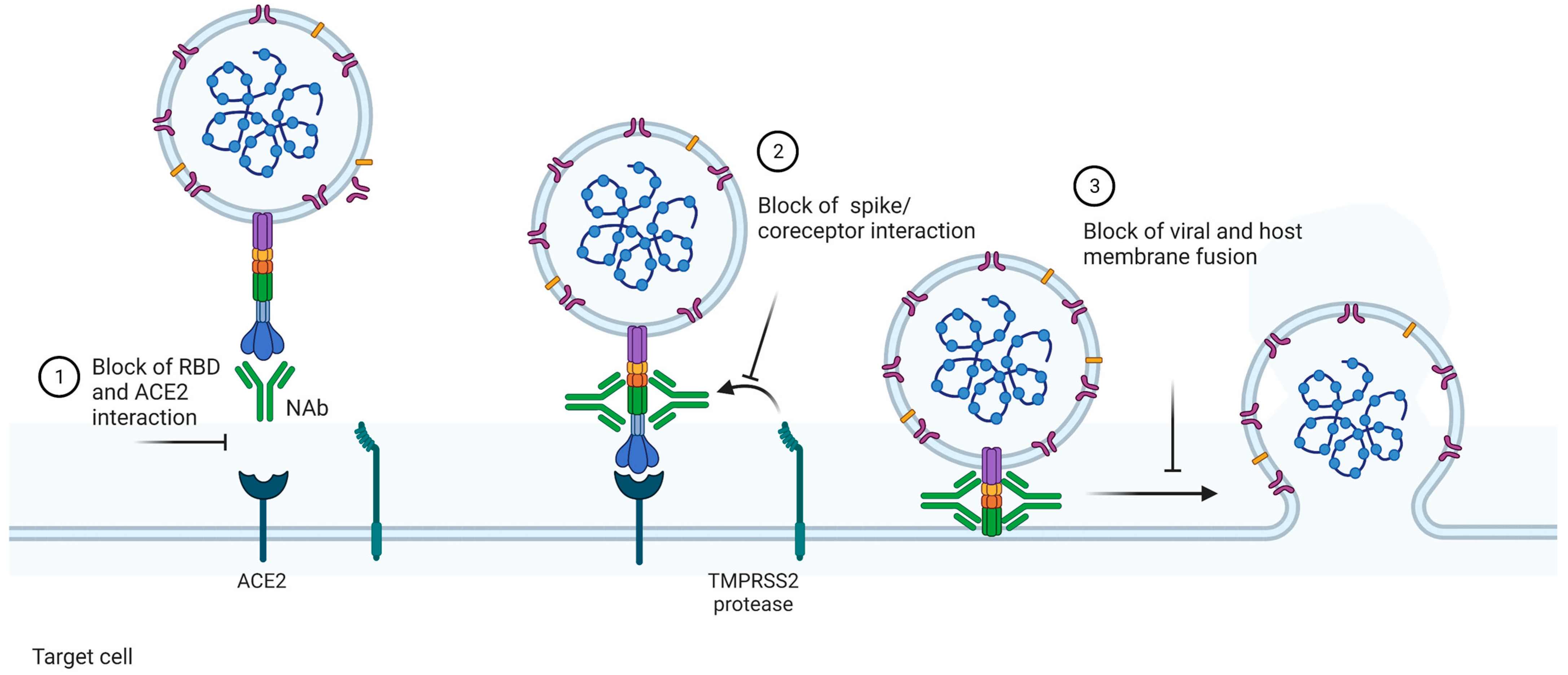 Viruses 15 01504 g001 Viruses 15 01504 g001