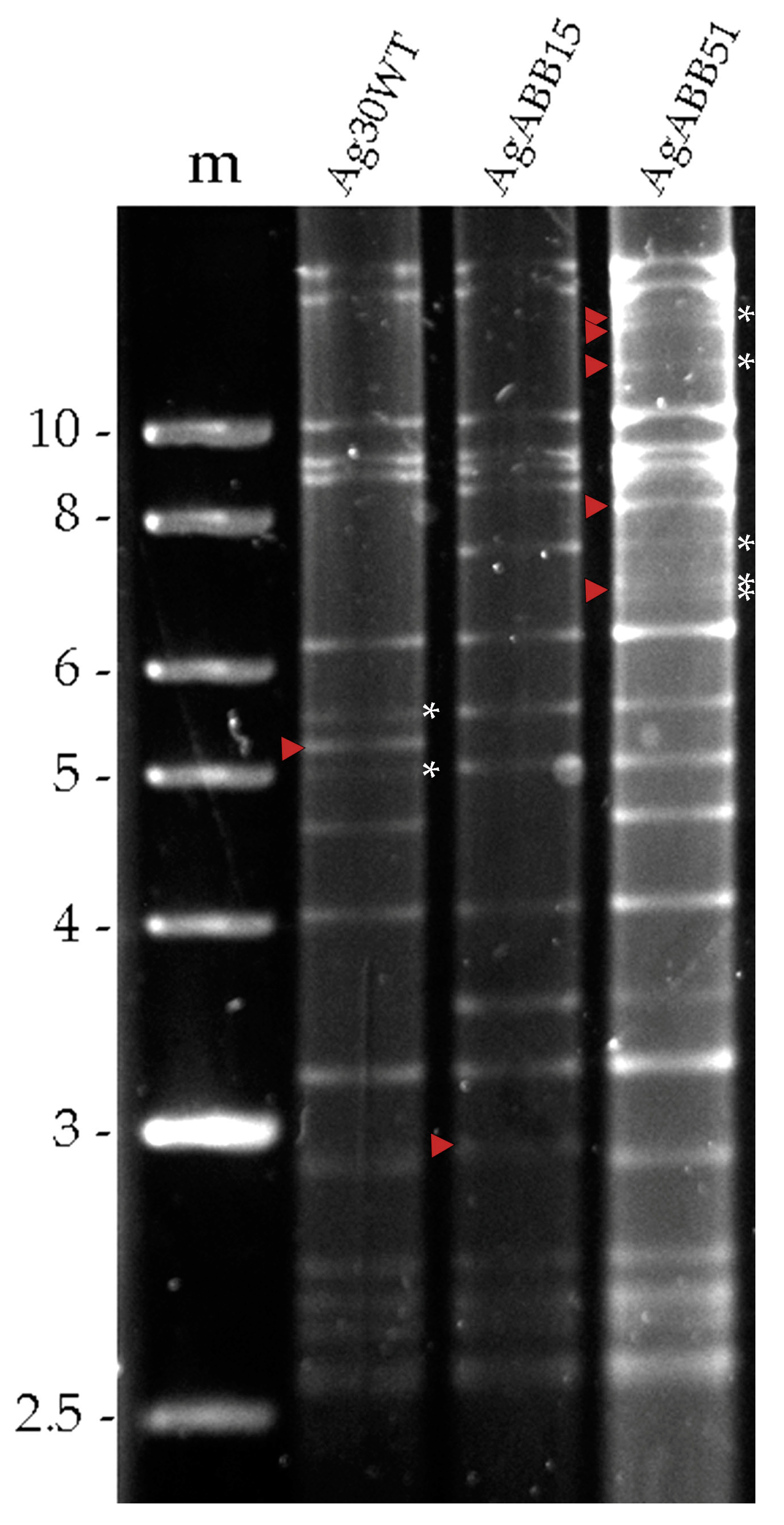Viruses 15 01526 g001 Viruses 15 01526 g001