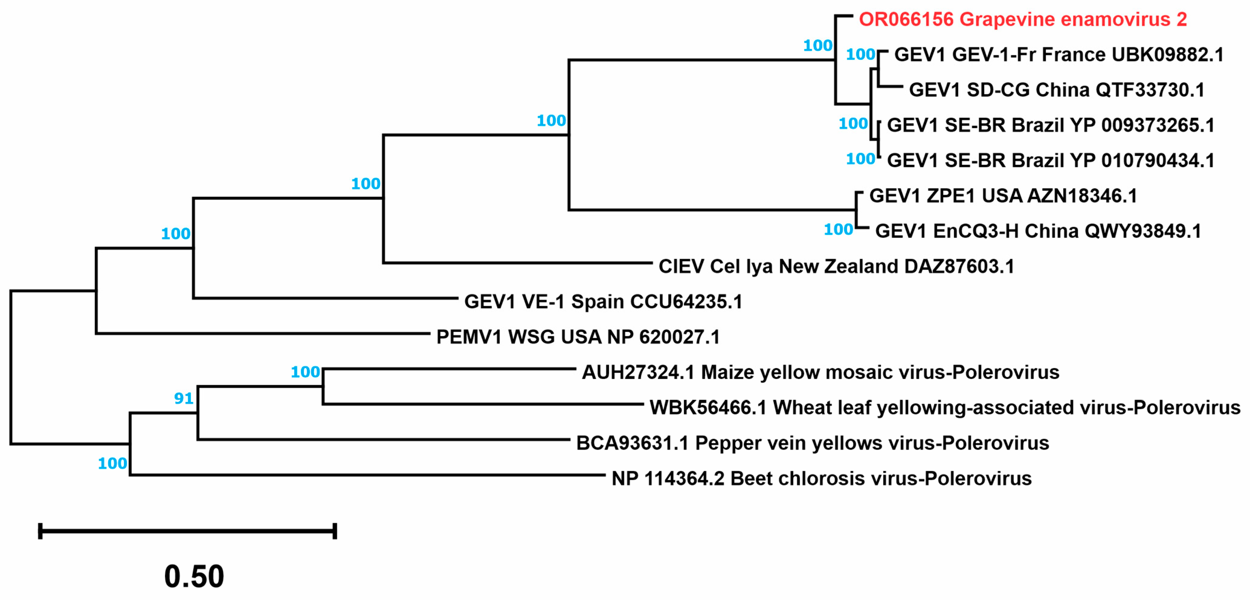 Viruses 15 01561 g003 Viruses 15 01561 g003
