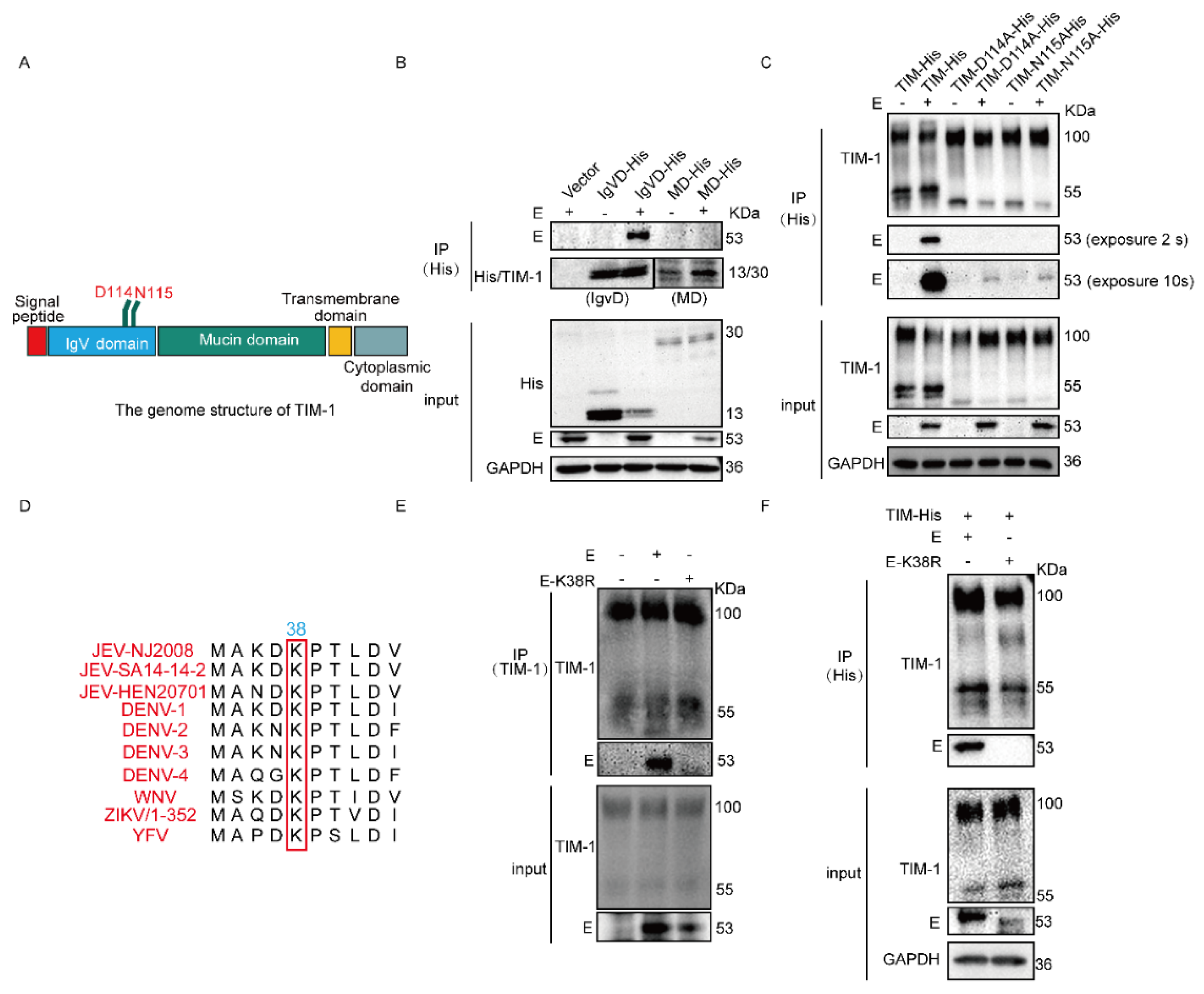 Viruses 15 01589 g002 Viruses 15 01589 g002