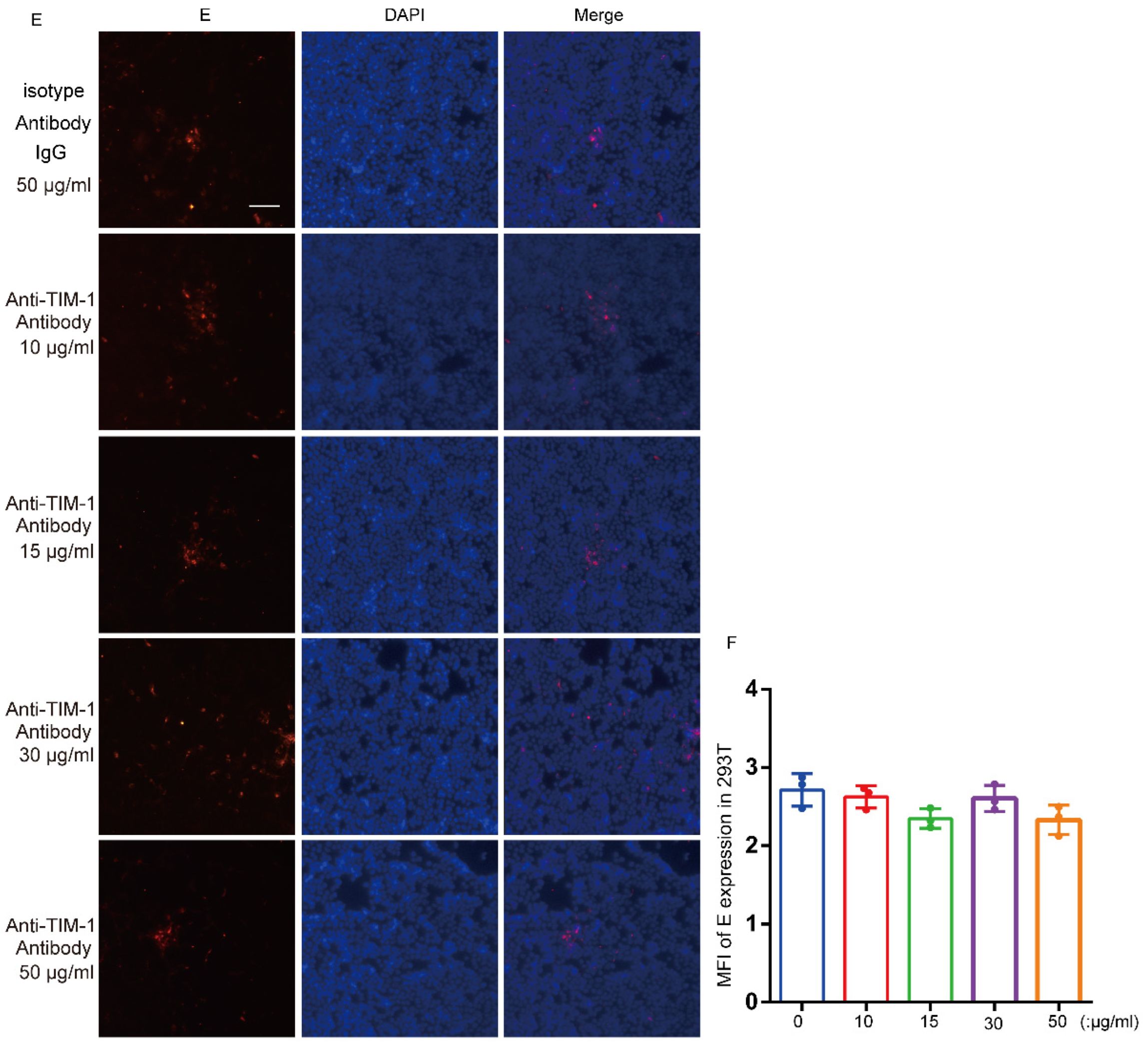 Viruses 15 01589 g005b Viruses 15 01589 g005b