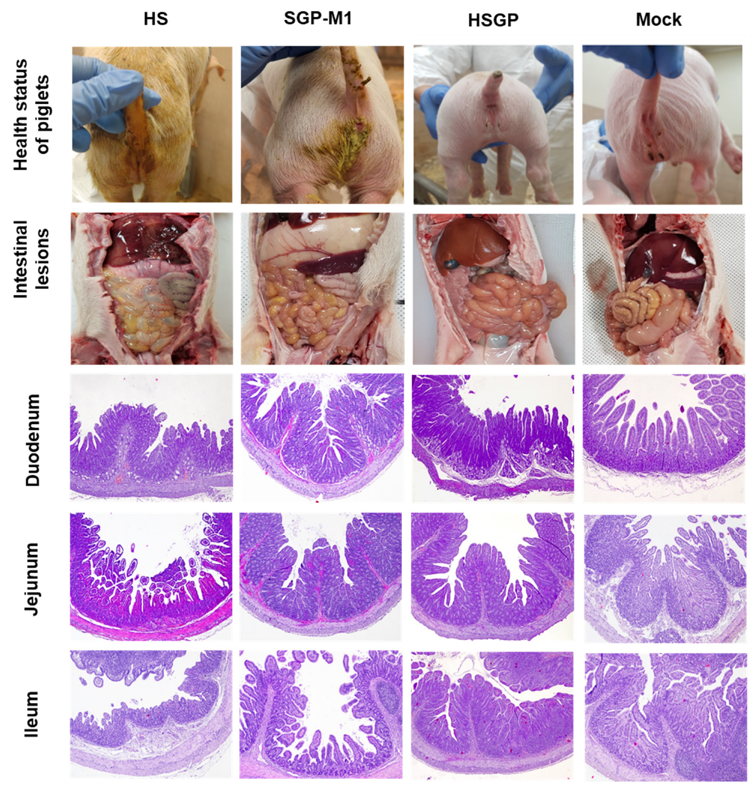 Viruses 15 01601 g005 Viruses 15 01601 g005