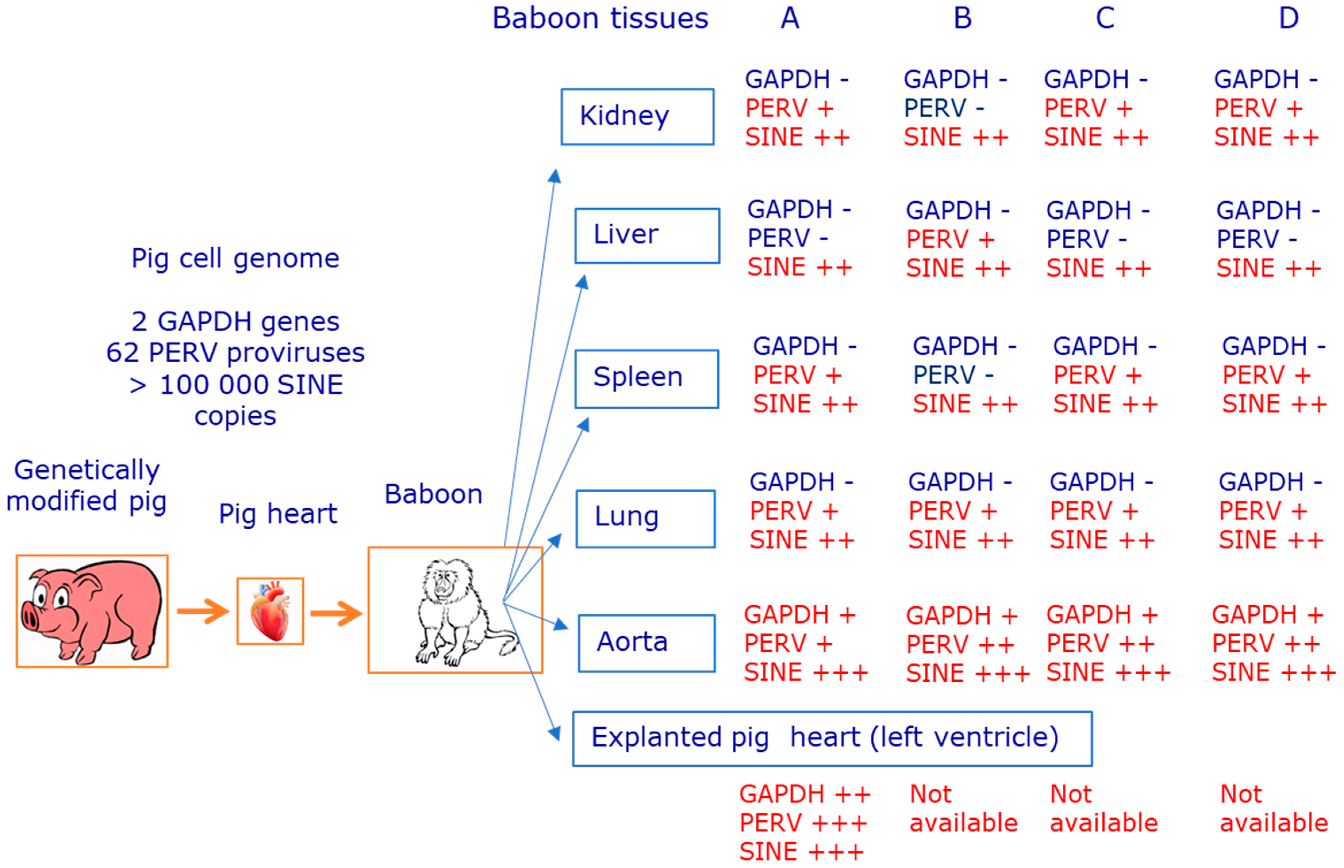 Viruses 15 01618 g003 Viruses 15 01618 g003