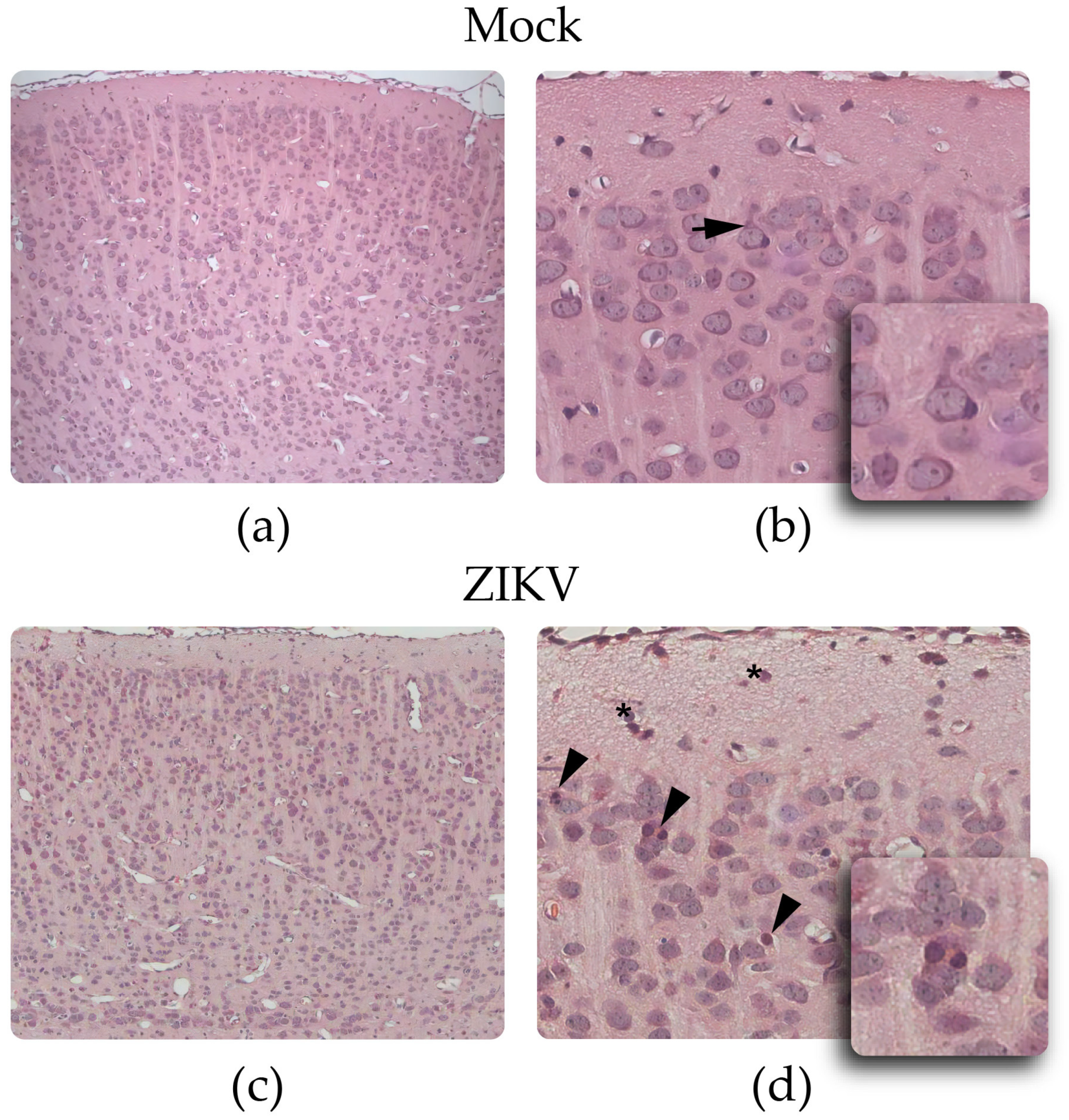 Viruses 15 01632 g002 Viruses 15 01632 g002
